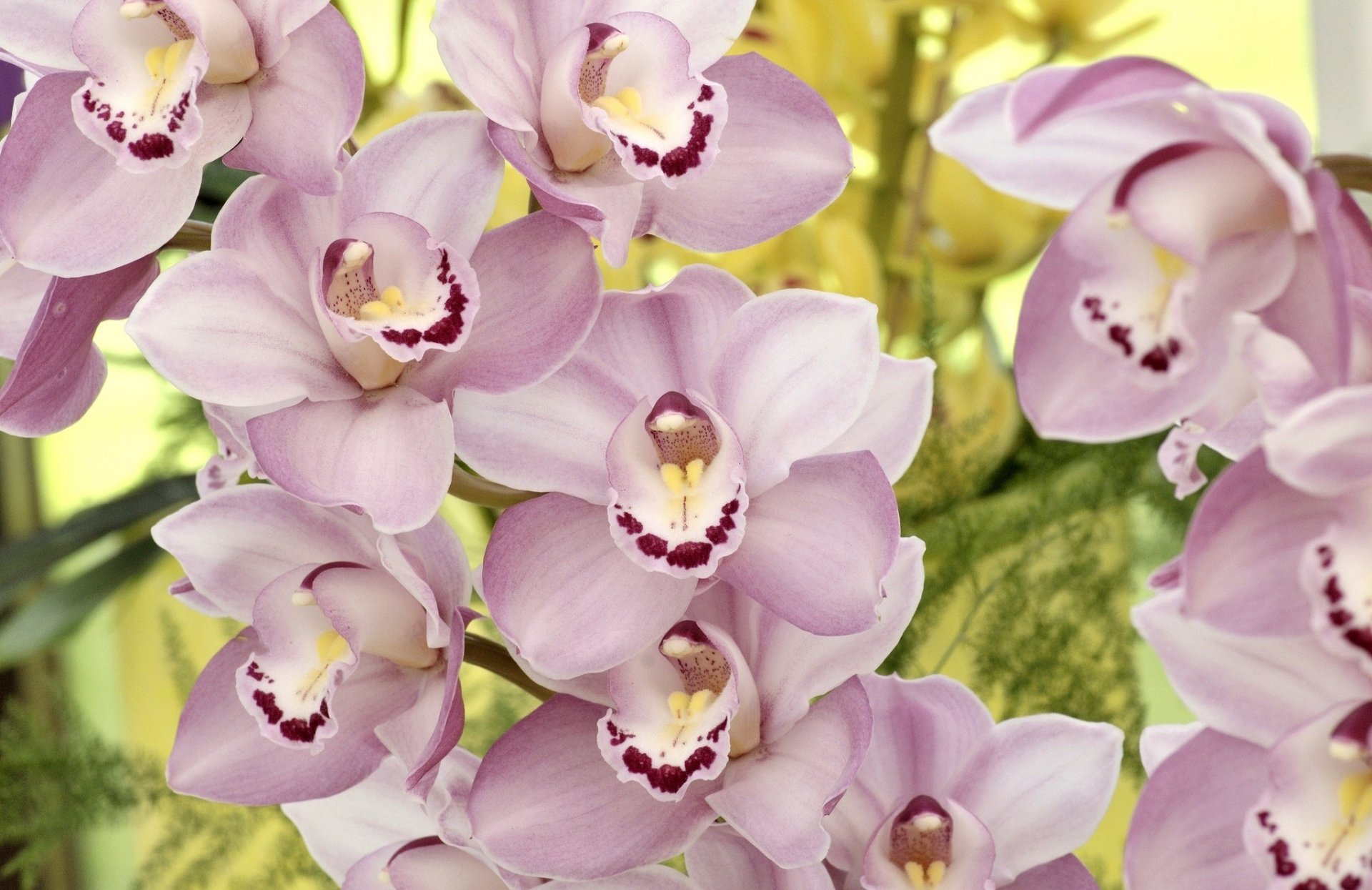 orquídeas flores pétalos