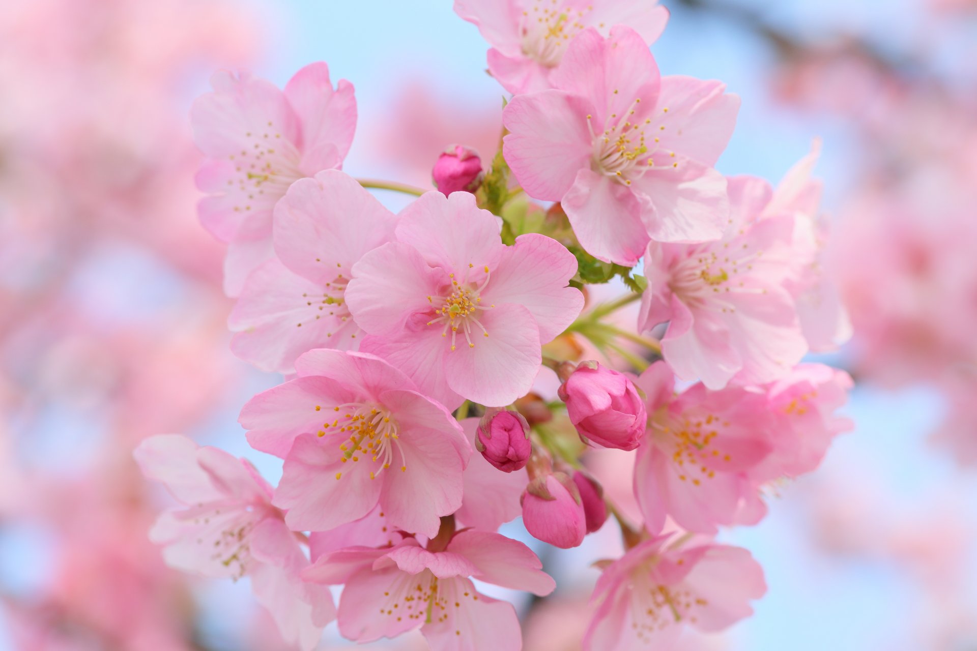 cherry bloom close up