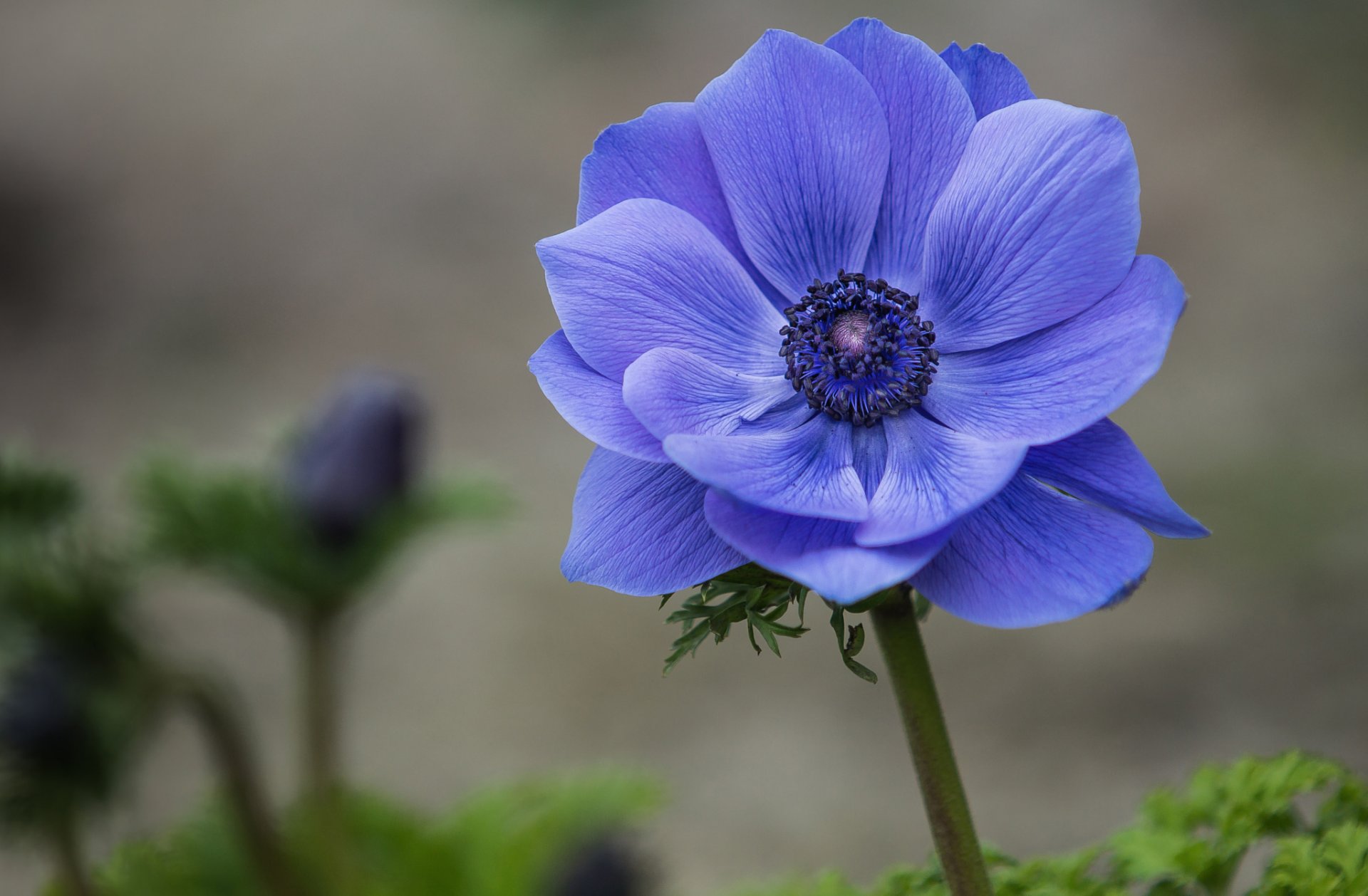 anemone windmühle blau blume blütenblätter makro fokus