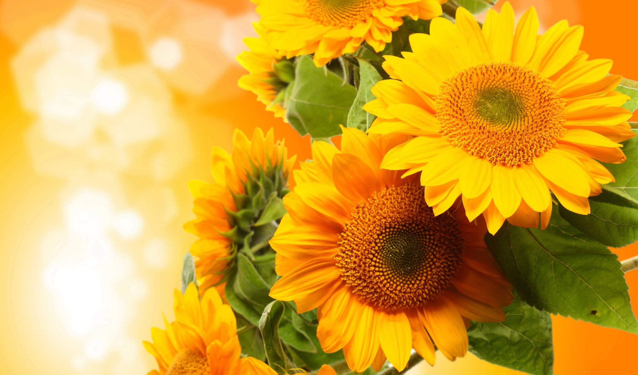 tournesols fleurs photo