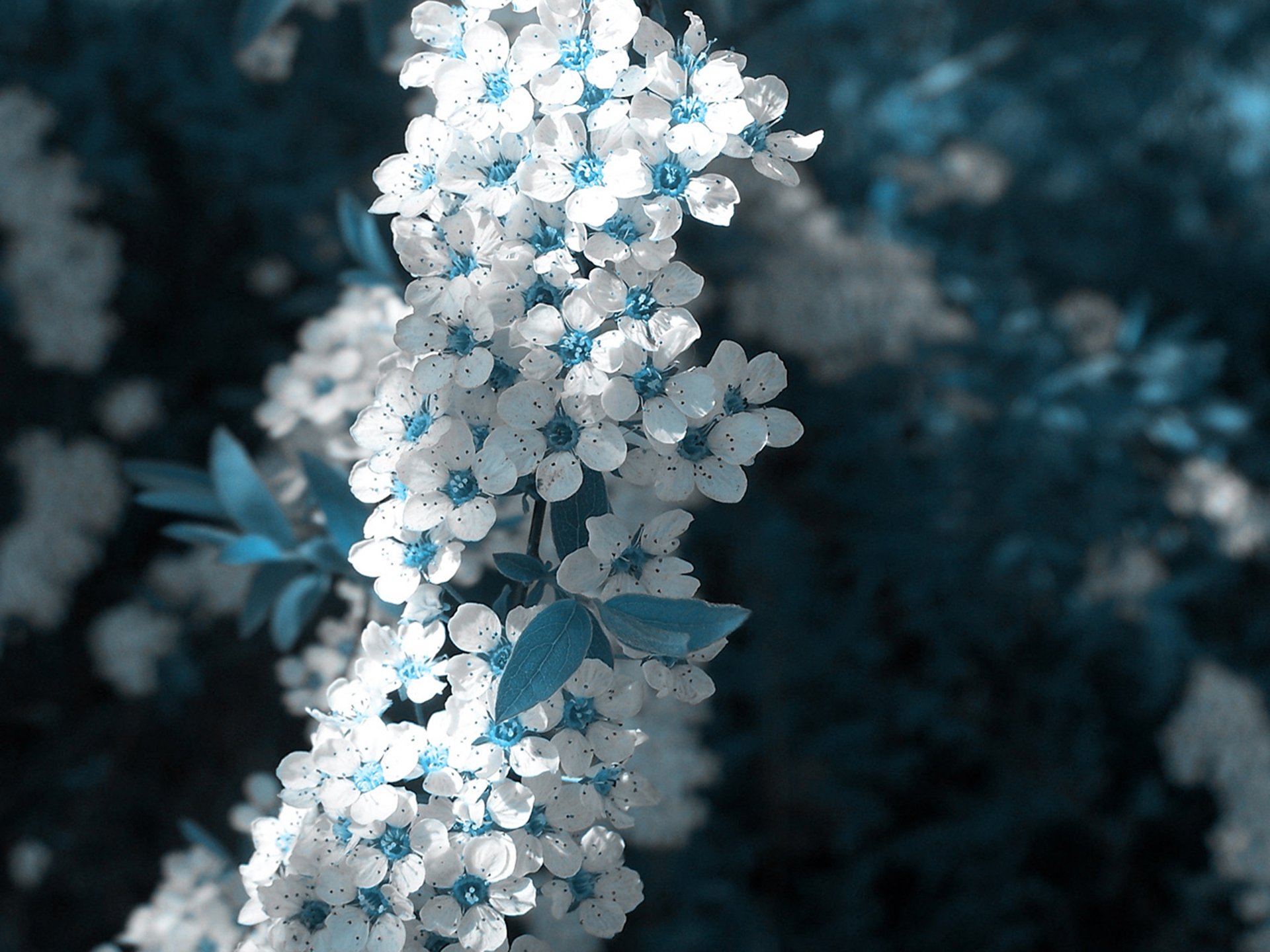 white flower blue spring