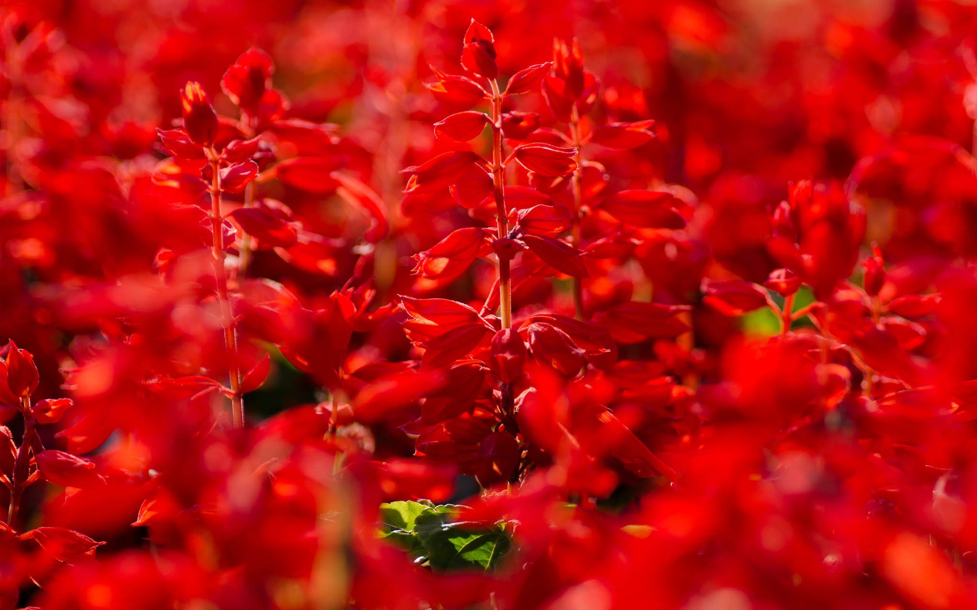 flores salvia rojo verano