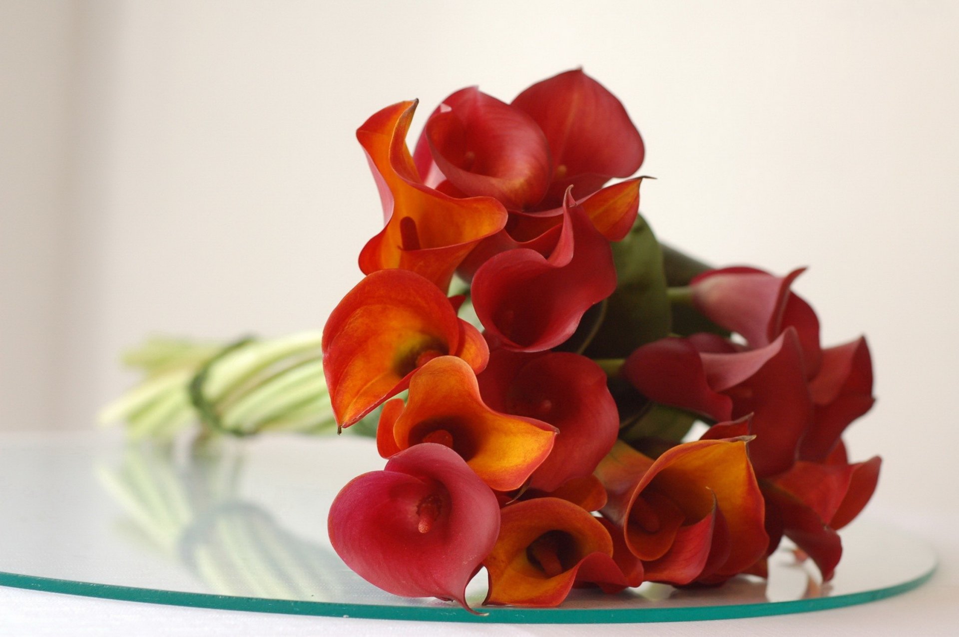 calla rouge bouquet pétale verre réflexion