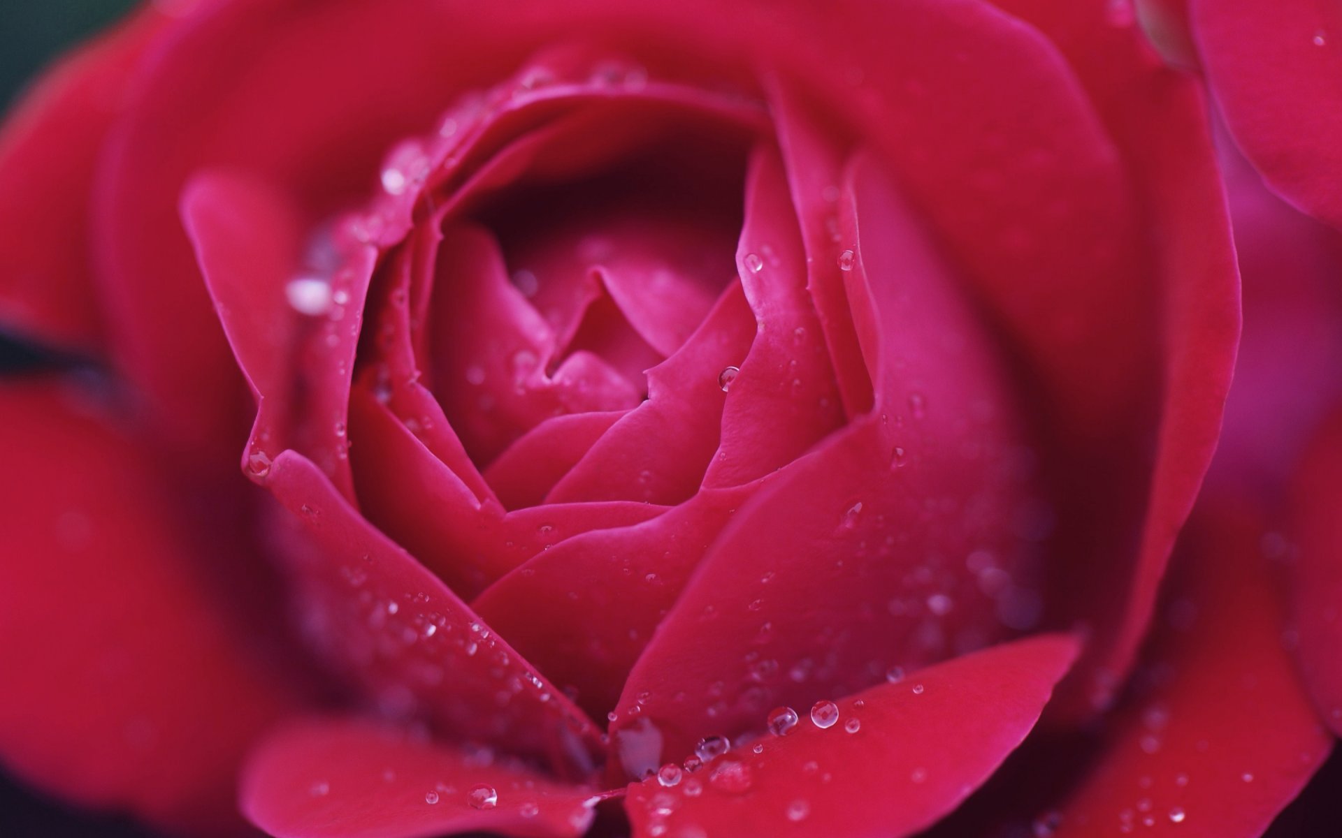 rosa macro gotas