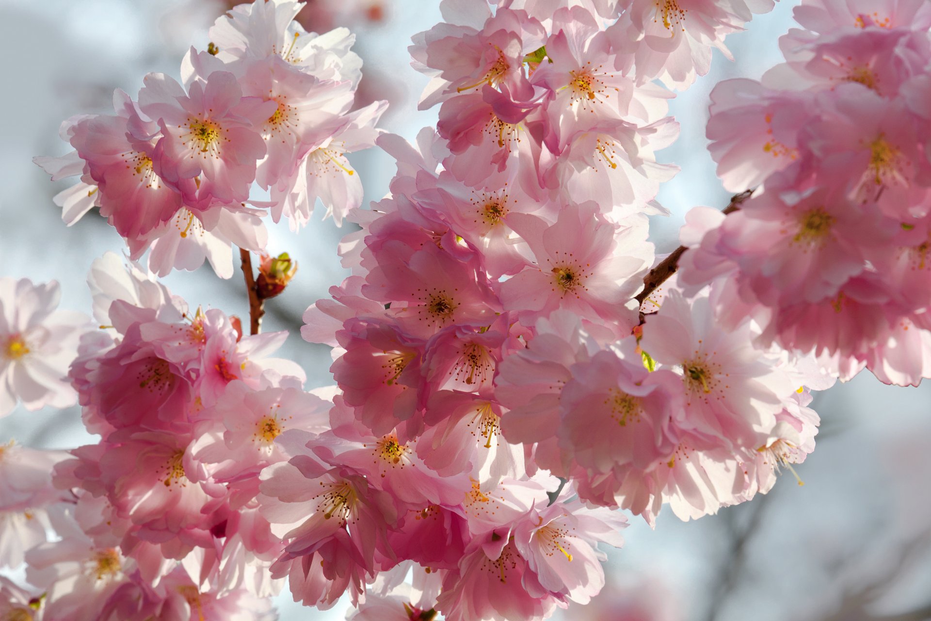 primavera flores cereza sakura concurso rosa blanco pétalos cielo belleza primavera floración delicado rosa blanco brotes ramas fondo azul macro