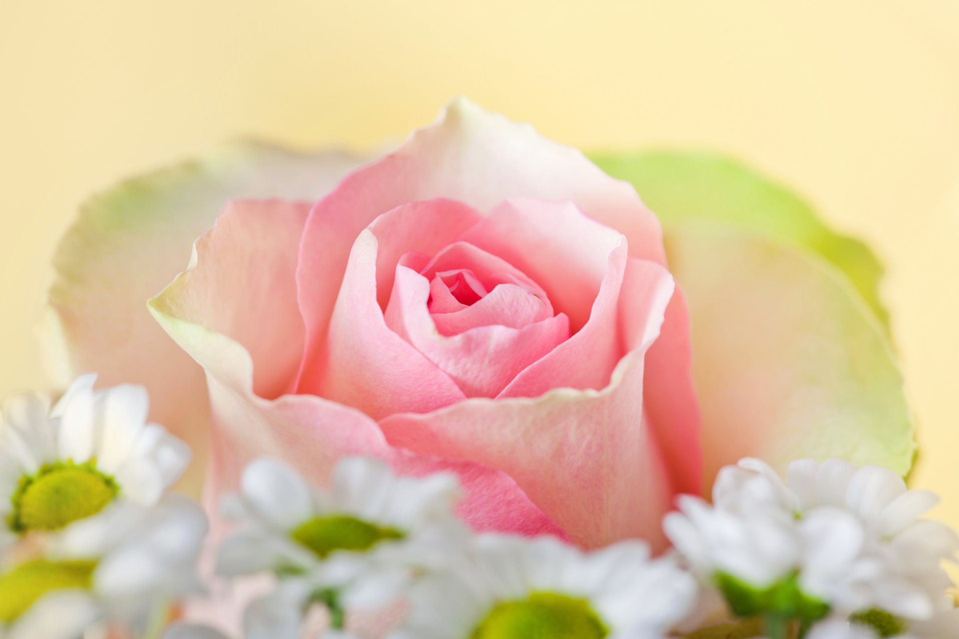 rose primo piano rosa fiori foto