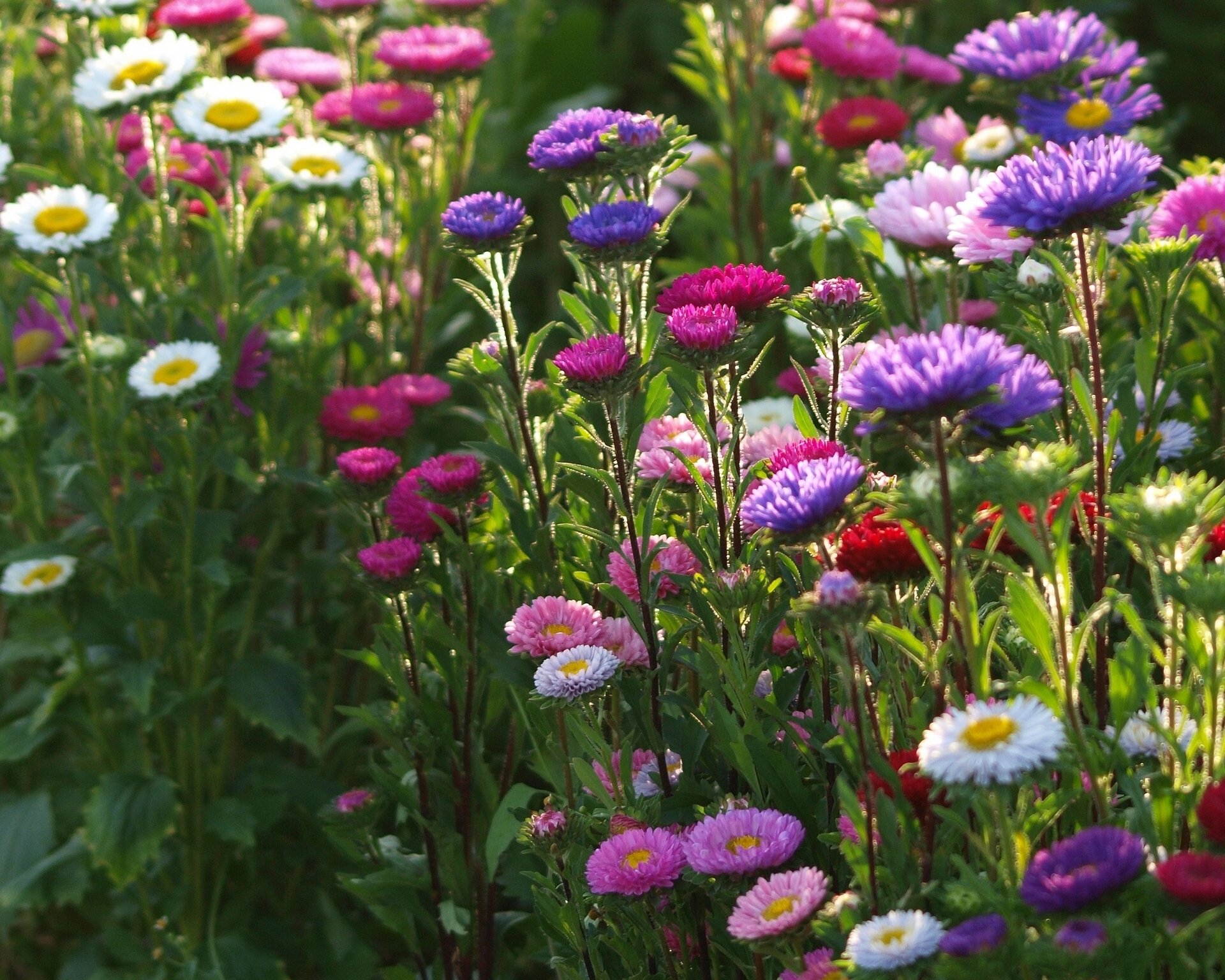 aster multicolor macizo de flores