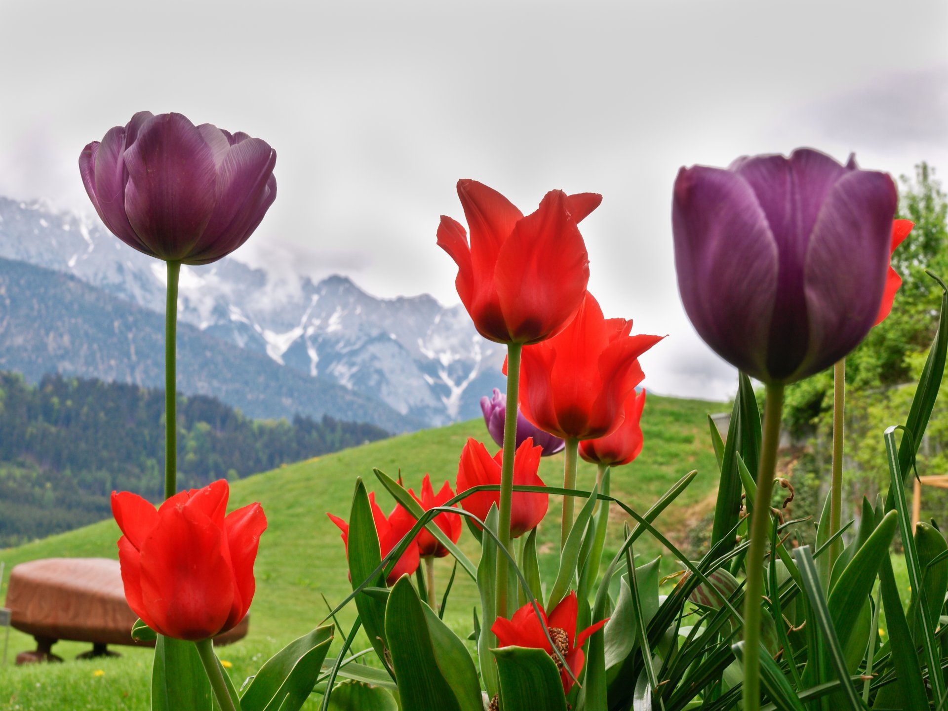 kwiaty tulipany jezioro alpy