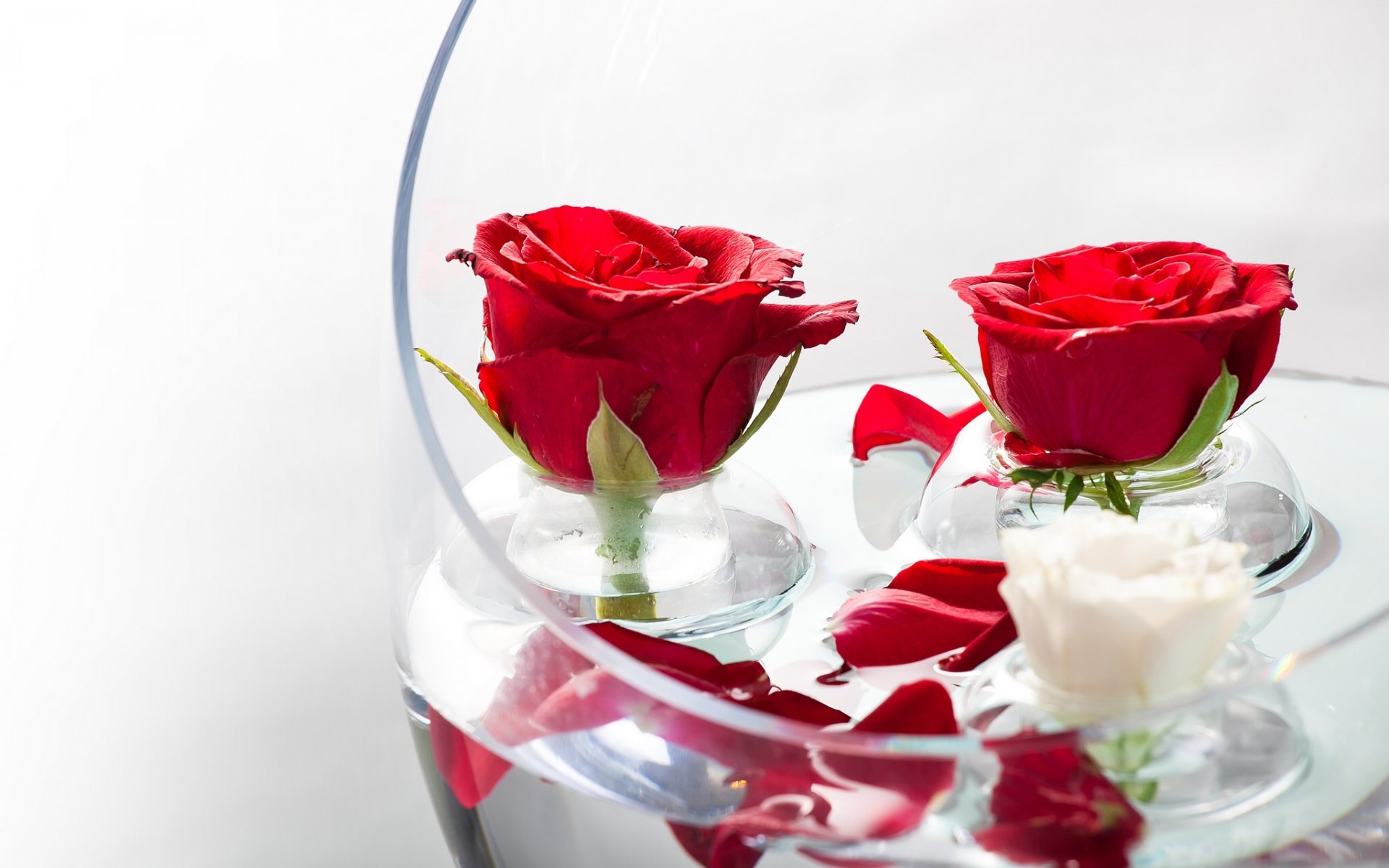 roses buds petal