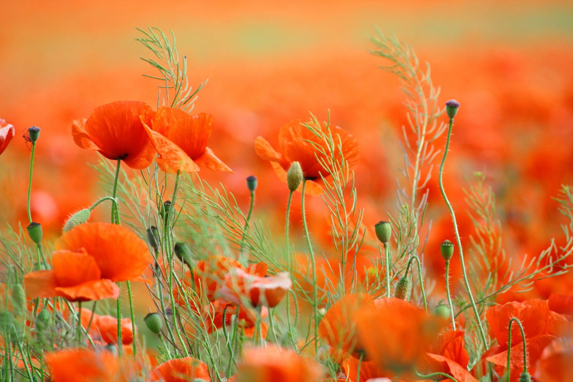 nature flowers poppies petals spring field spring