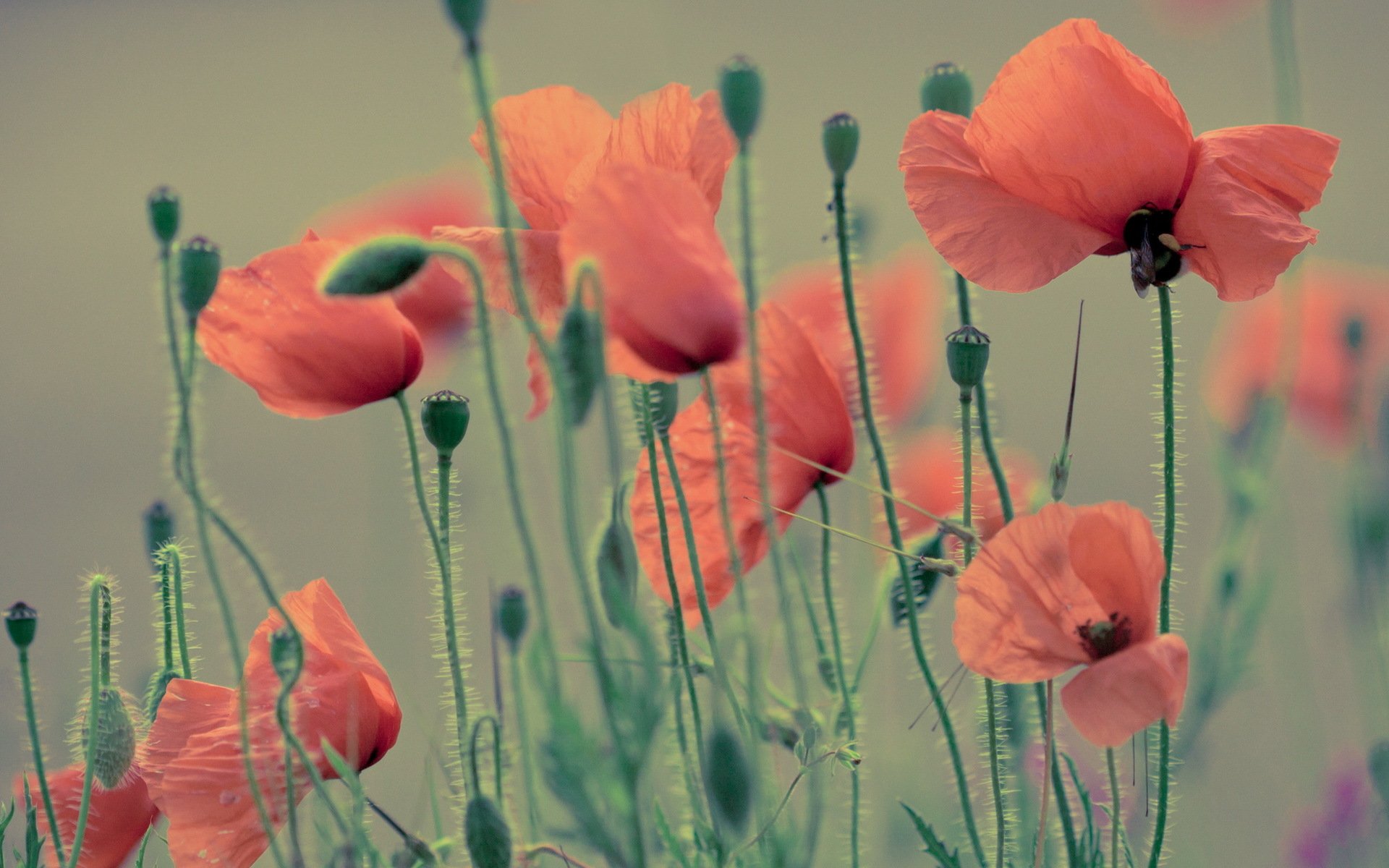 flower poppies nature