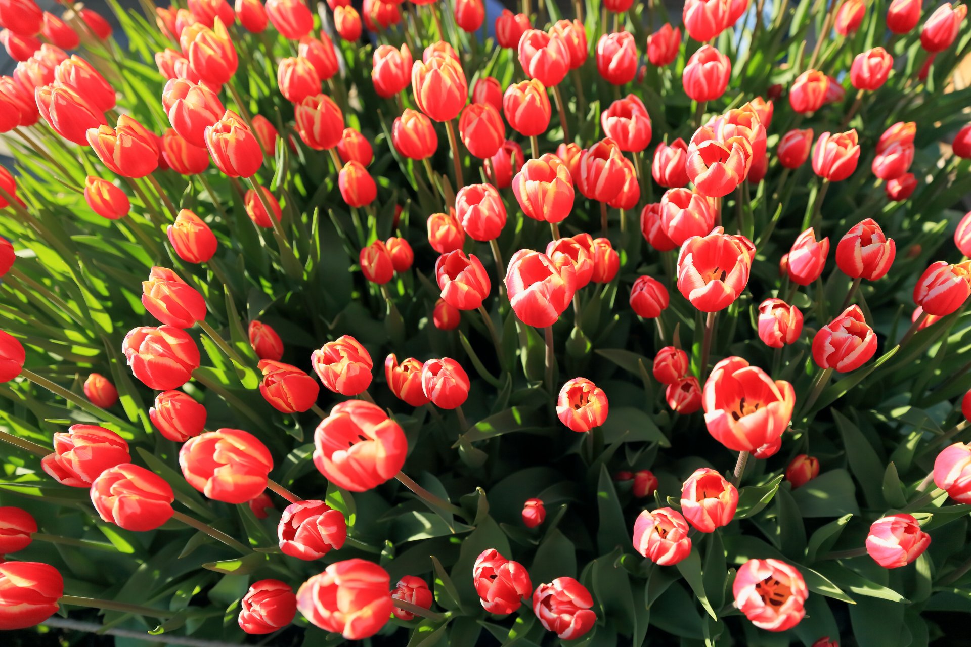 tulipany pąki różowe dużo