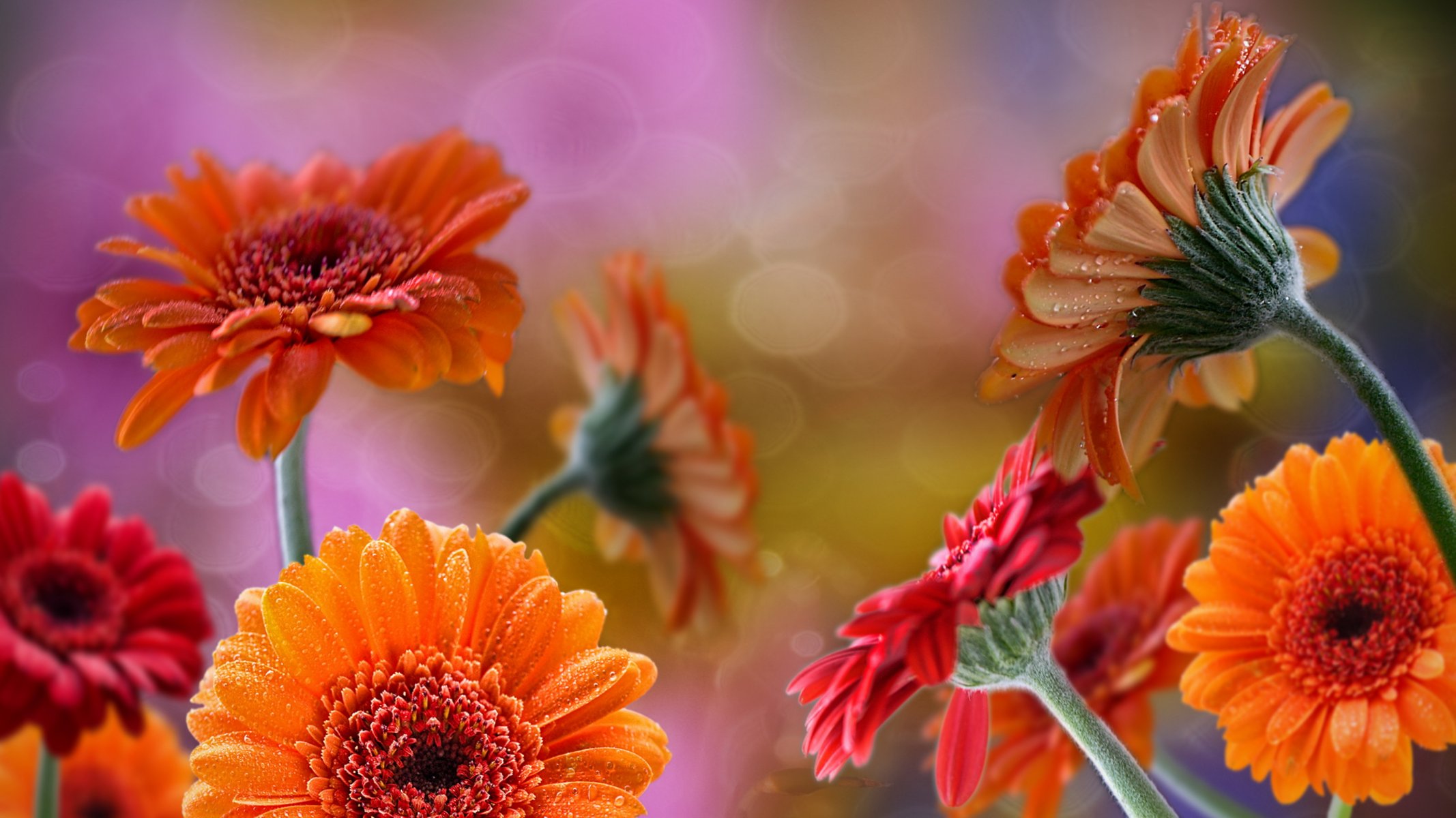 gerbera red orange drops rosa reflection