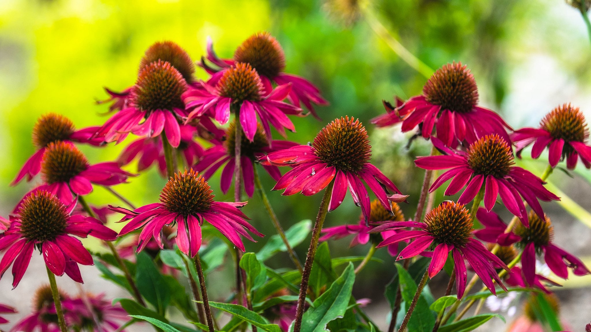 aiuola fiori rossi echinacea
