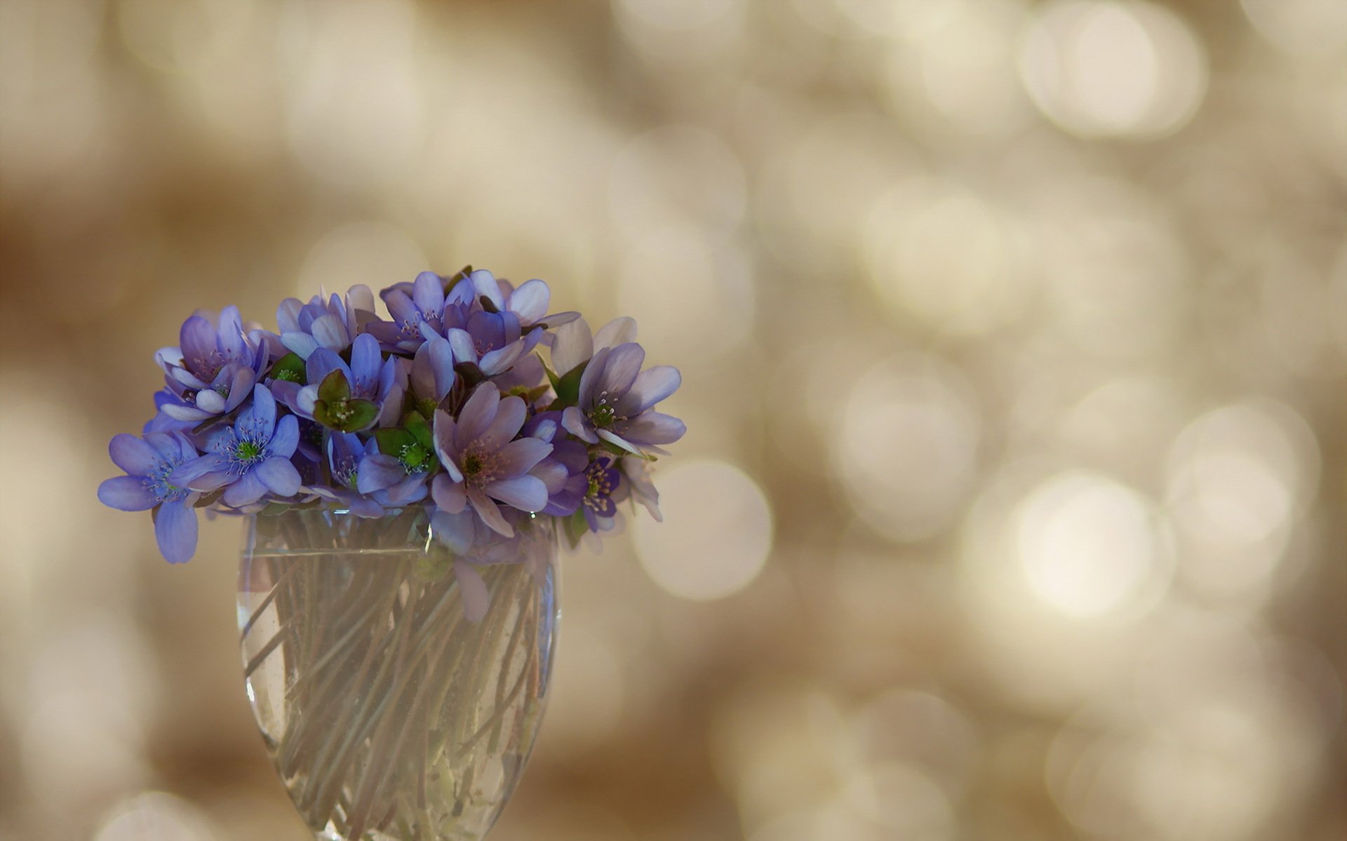 flower violet background
