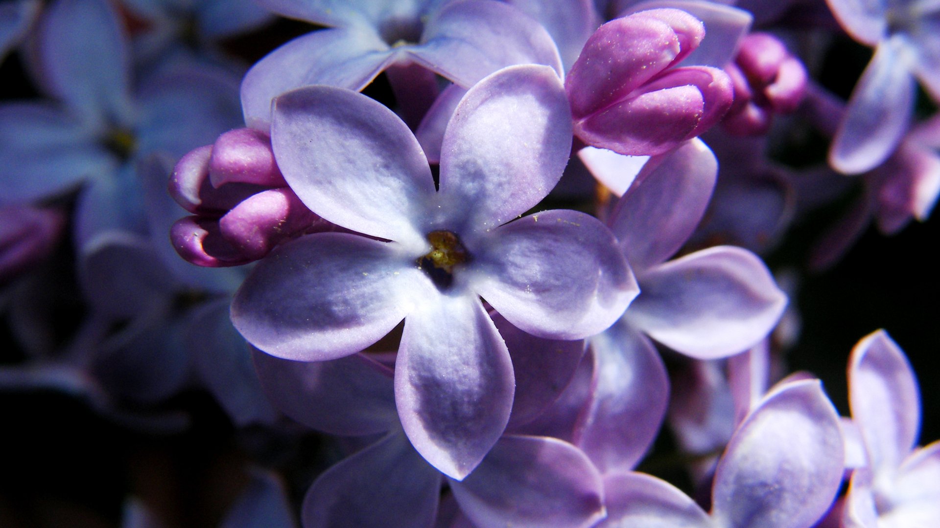 lilas cinq lepistkov fleurs