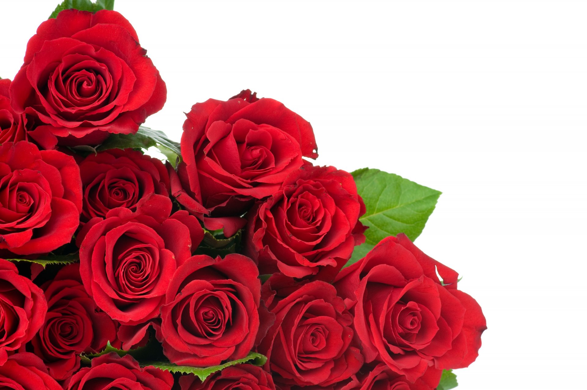 flower red roses buds leaves flower