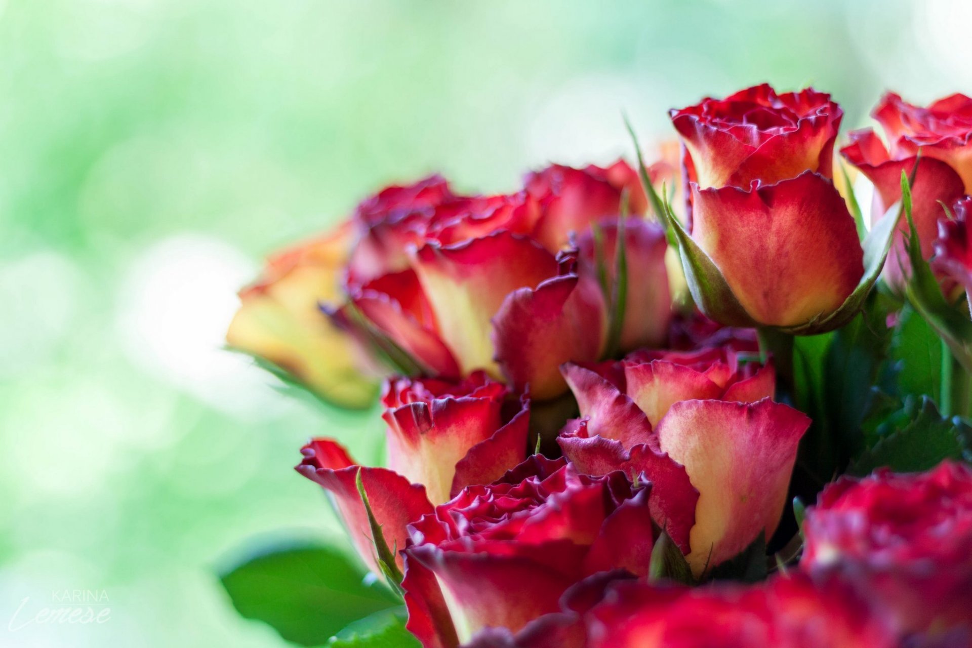 fiori rose boccioli