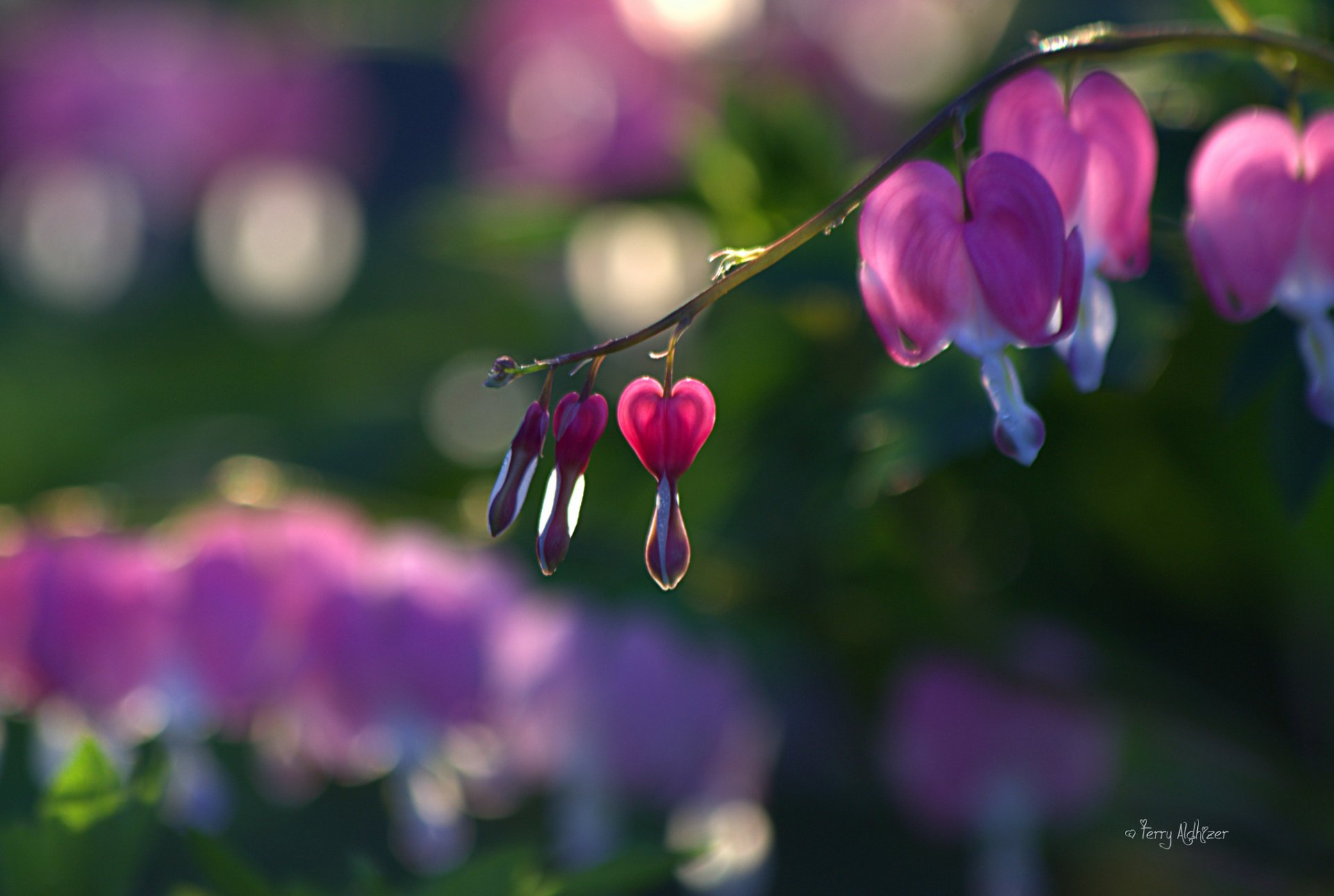 dicentra corazón roto rama rosa brotes