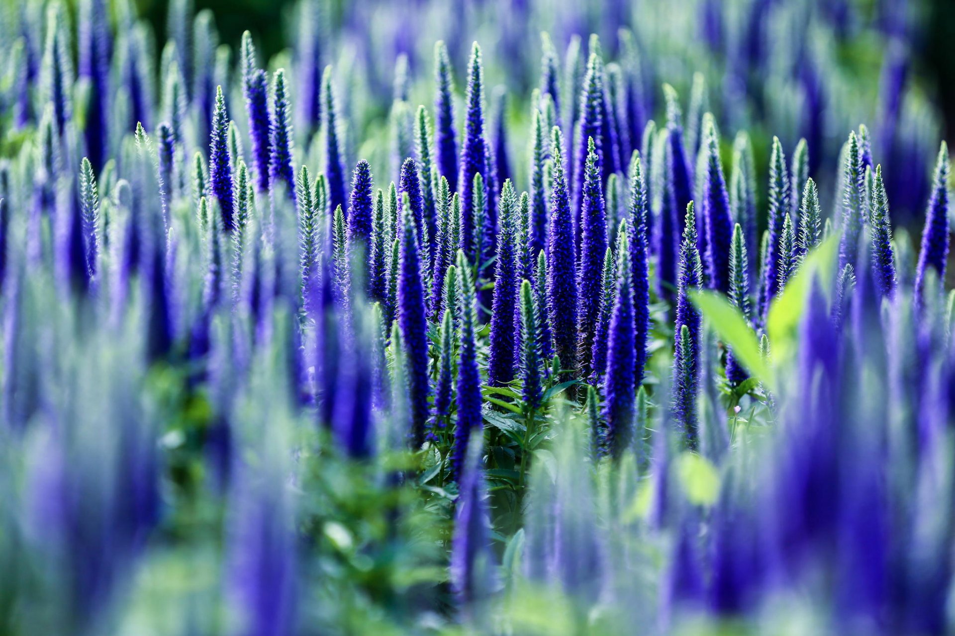 weronika kwiaty niebieskie pole natura makro