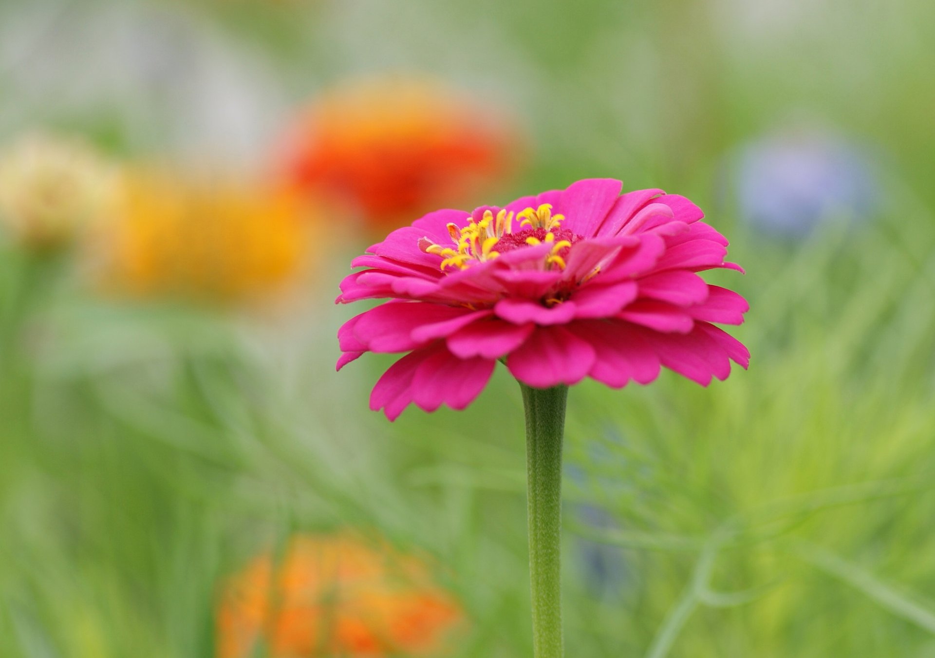 blumenbeet blumen blume rosa unschärfe