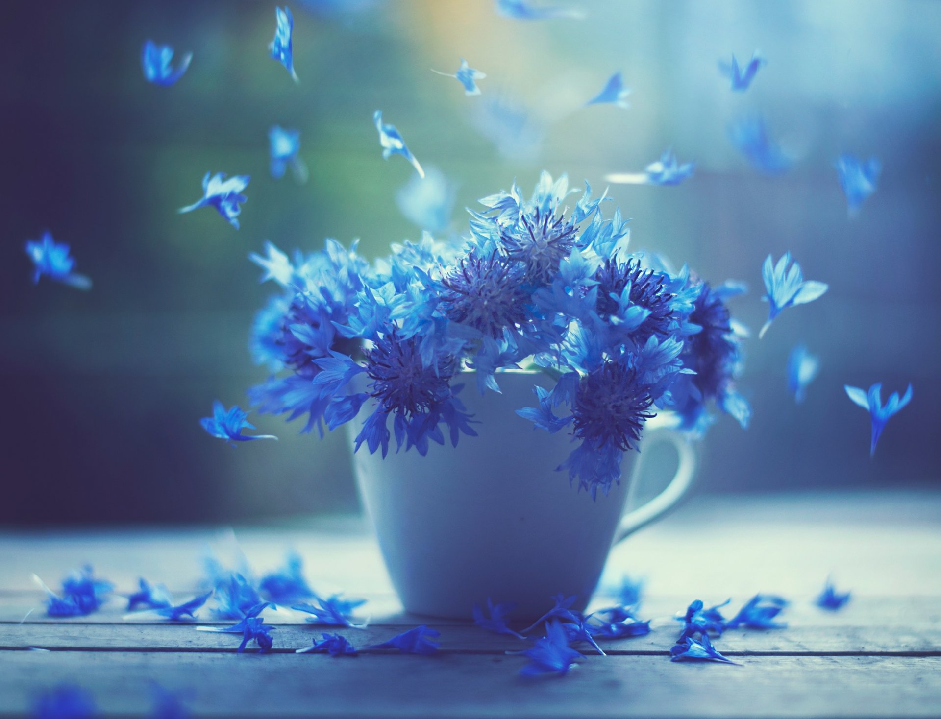 tasse fleurs bleuets gros plan