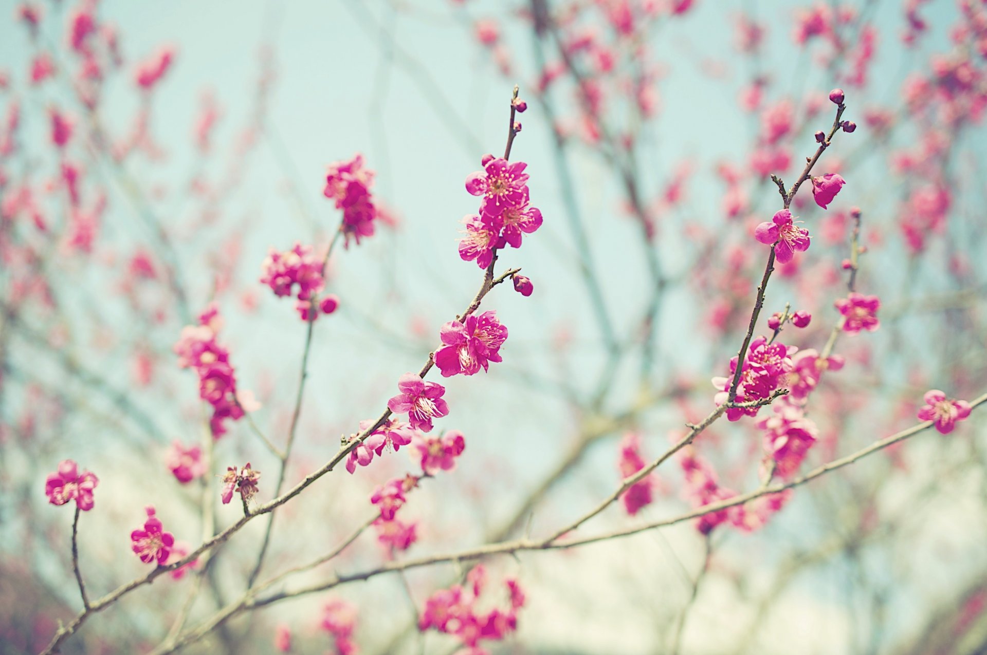 flower pink flowers stems buds bokeh branche