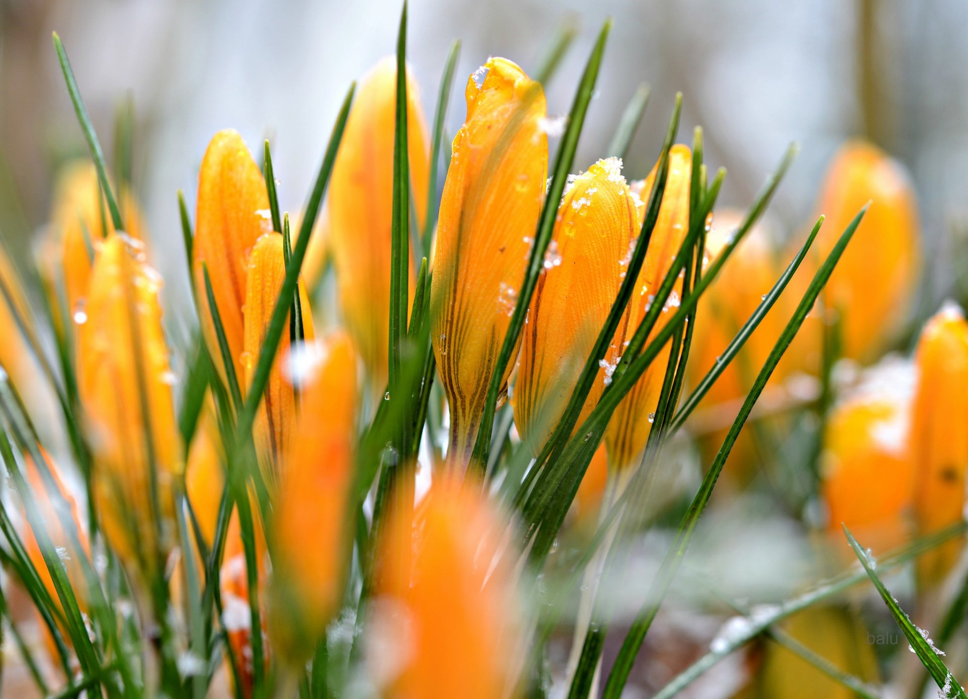 crochi gialli gocce d acqua neve