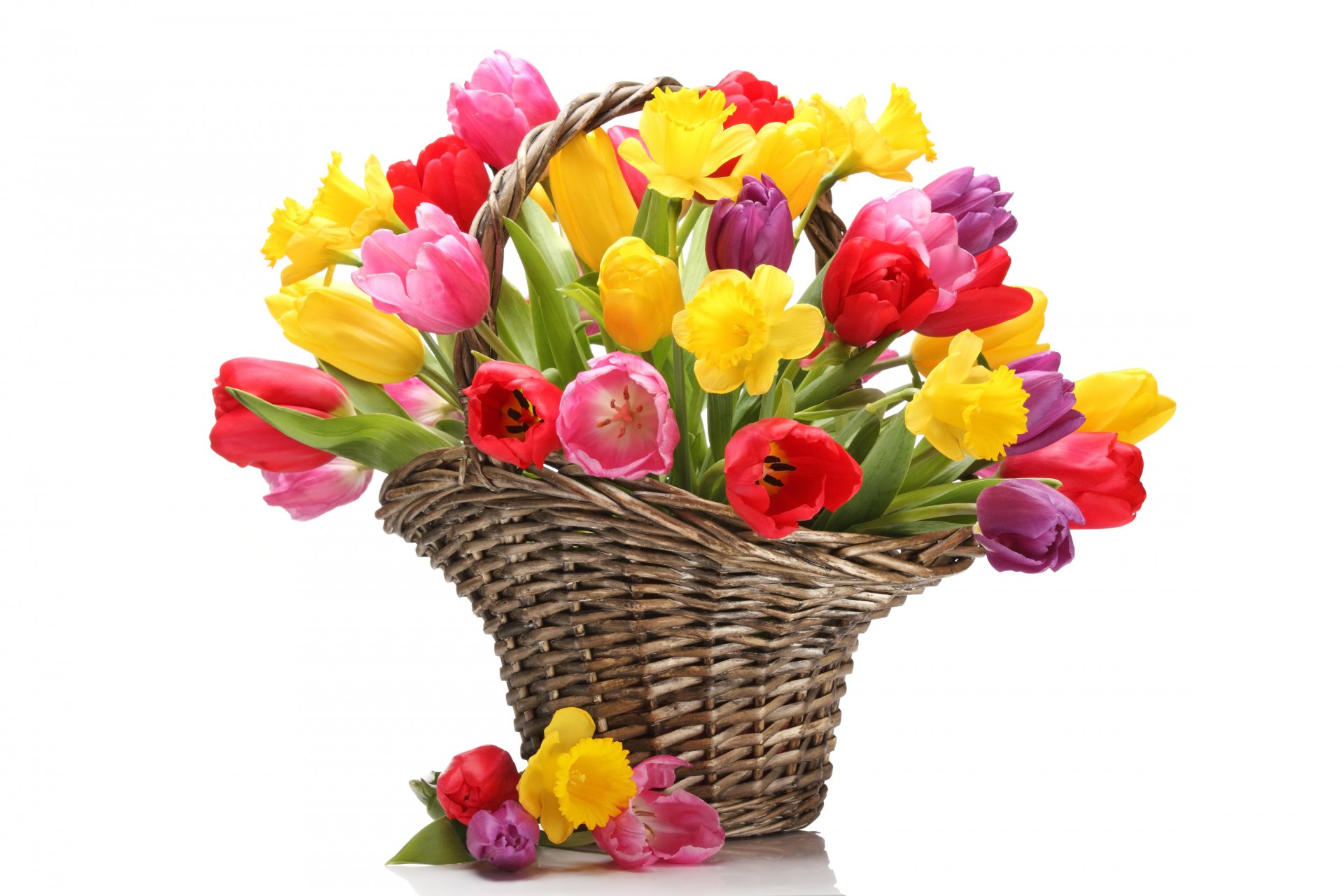 fiori tulipani mazzo narcisi gialli rossi cestino