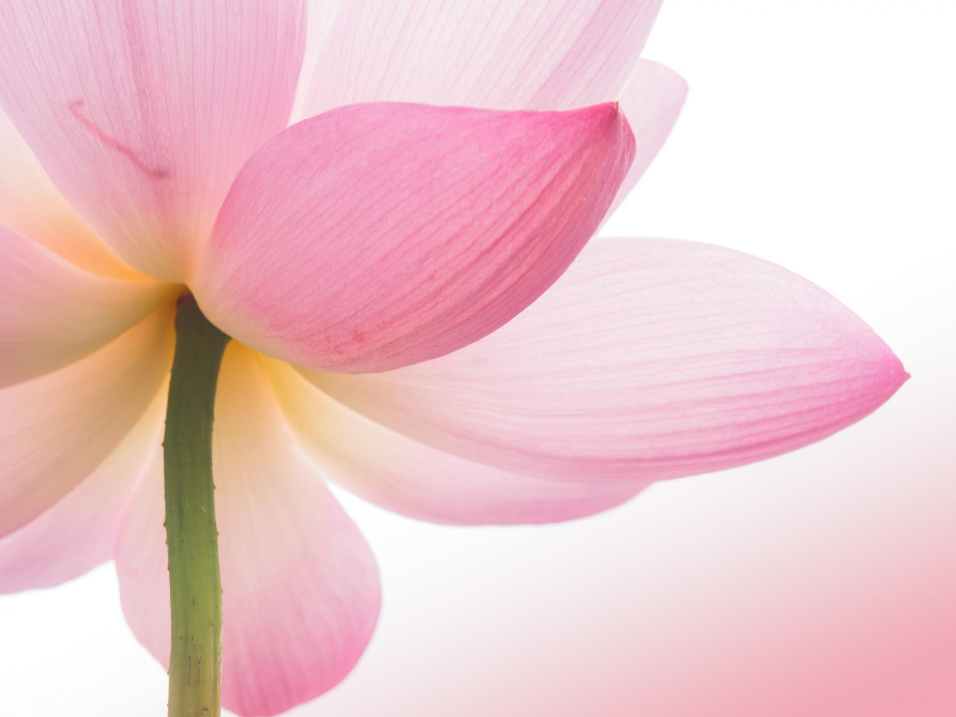 lotus gros plan rose fleur
