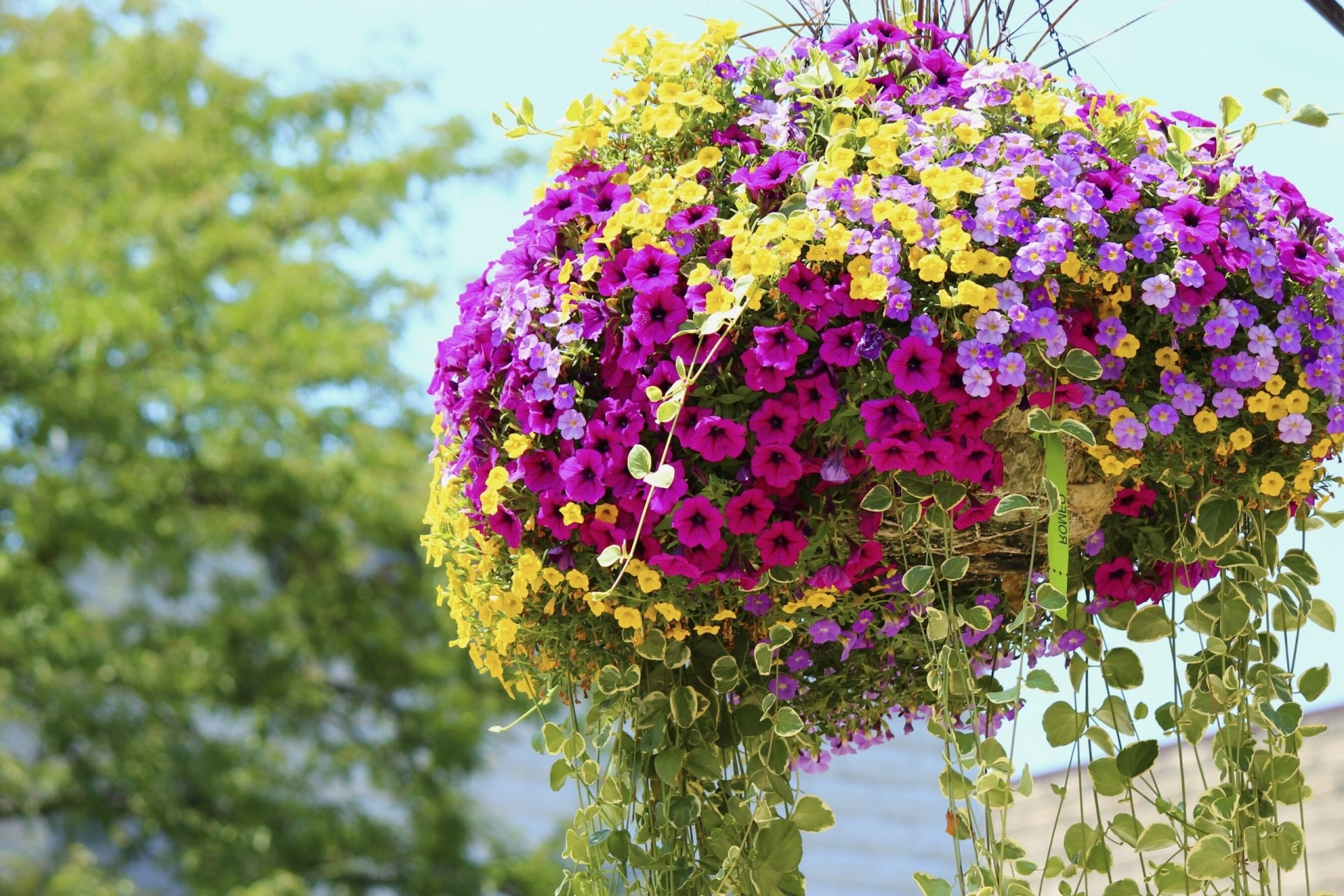 petunie vaso di fiori multicolore