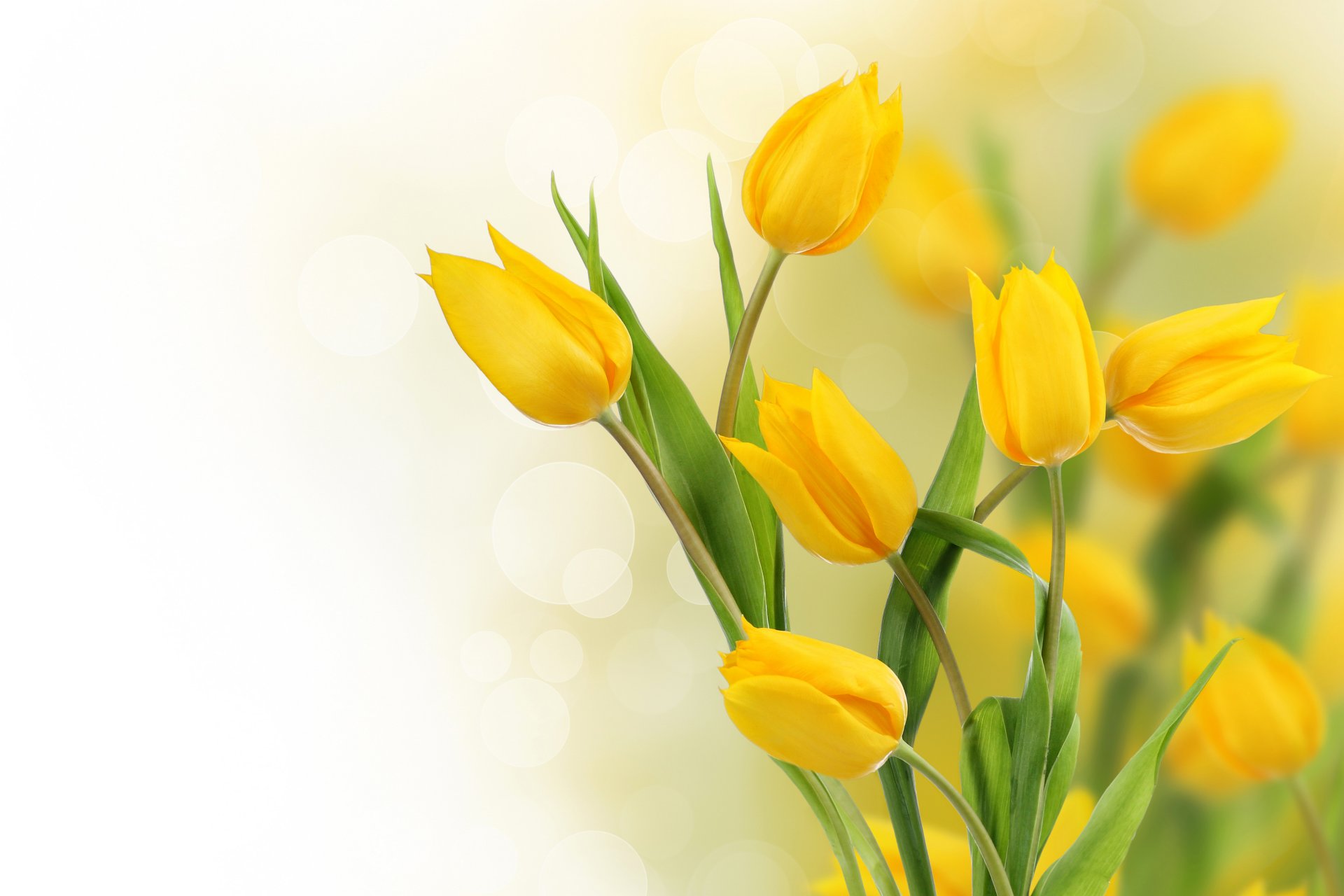 tulips yellow flower photo