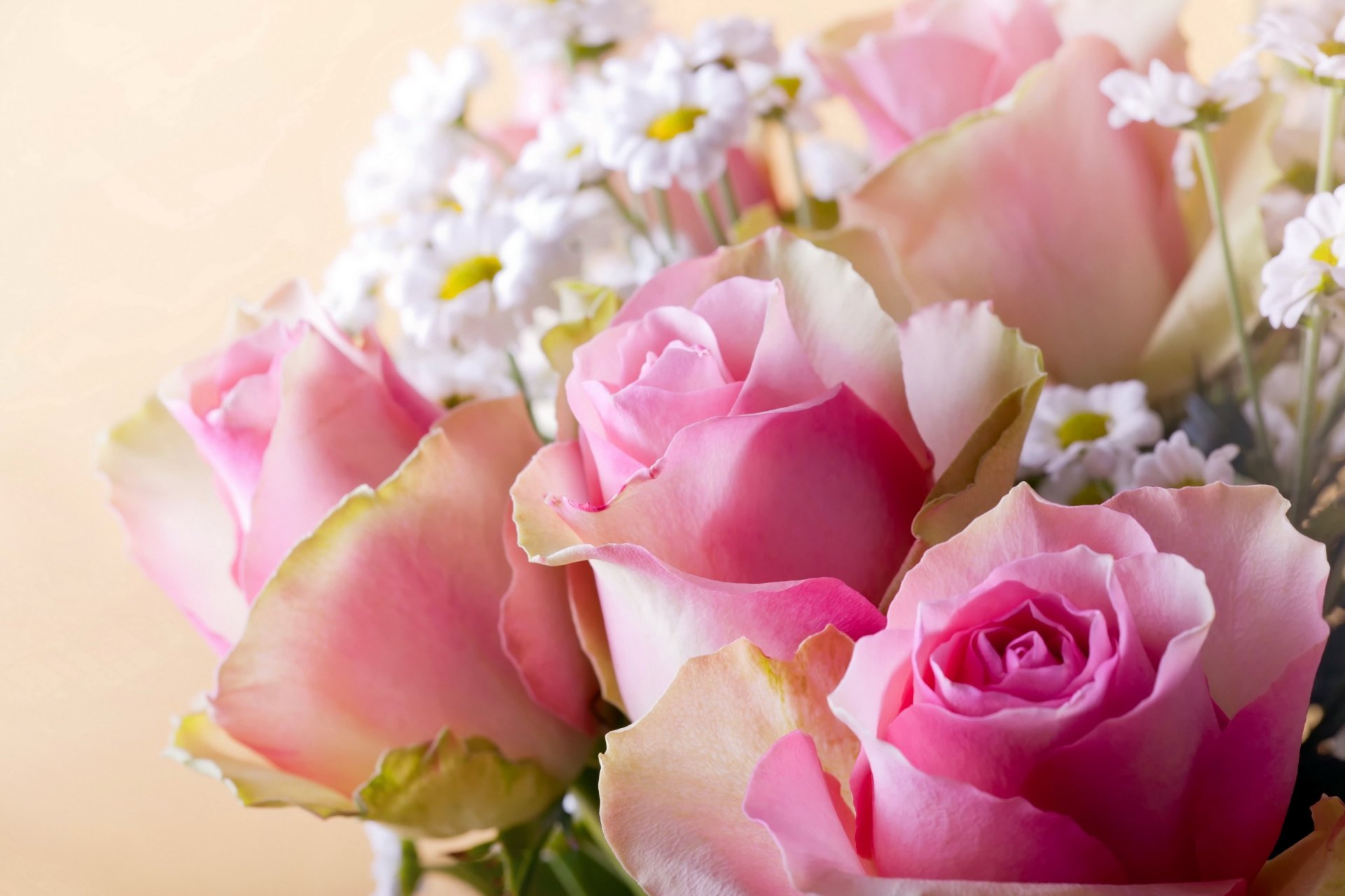 roses pink chamomile background