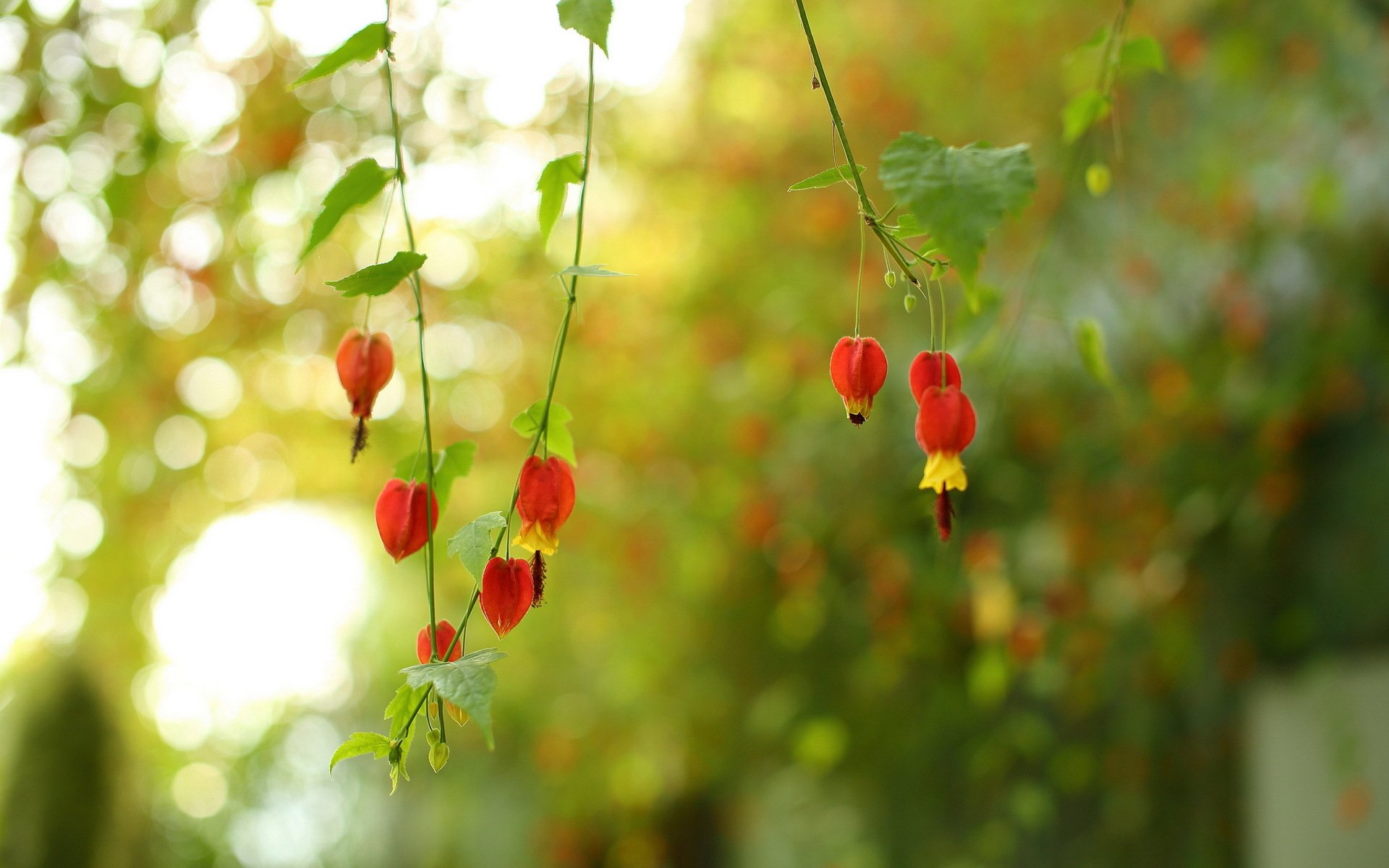 fiori natura sfondo