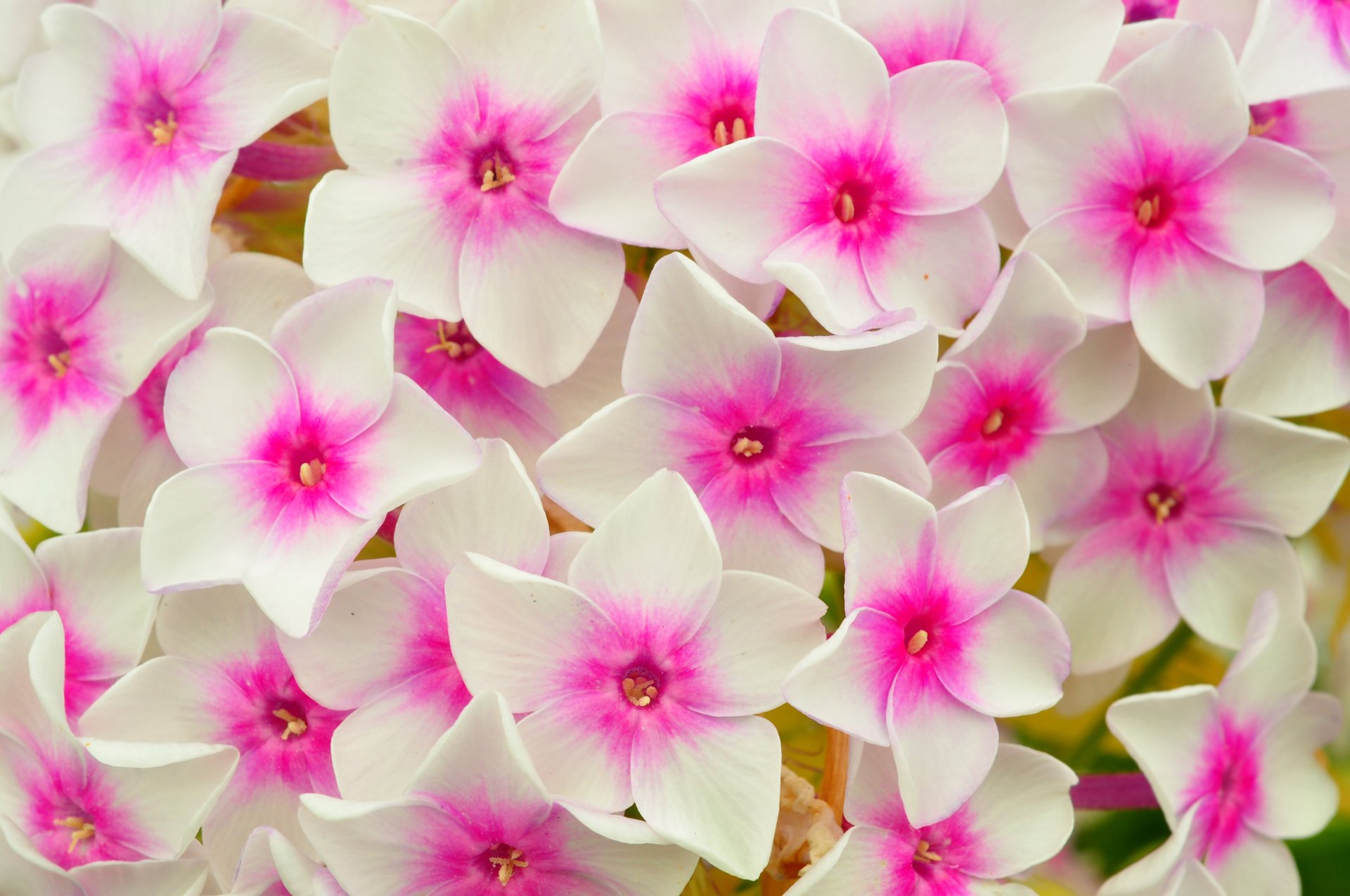 gros plan pétales tapis parterre de fleurs phlox