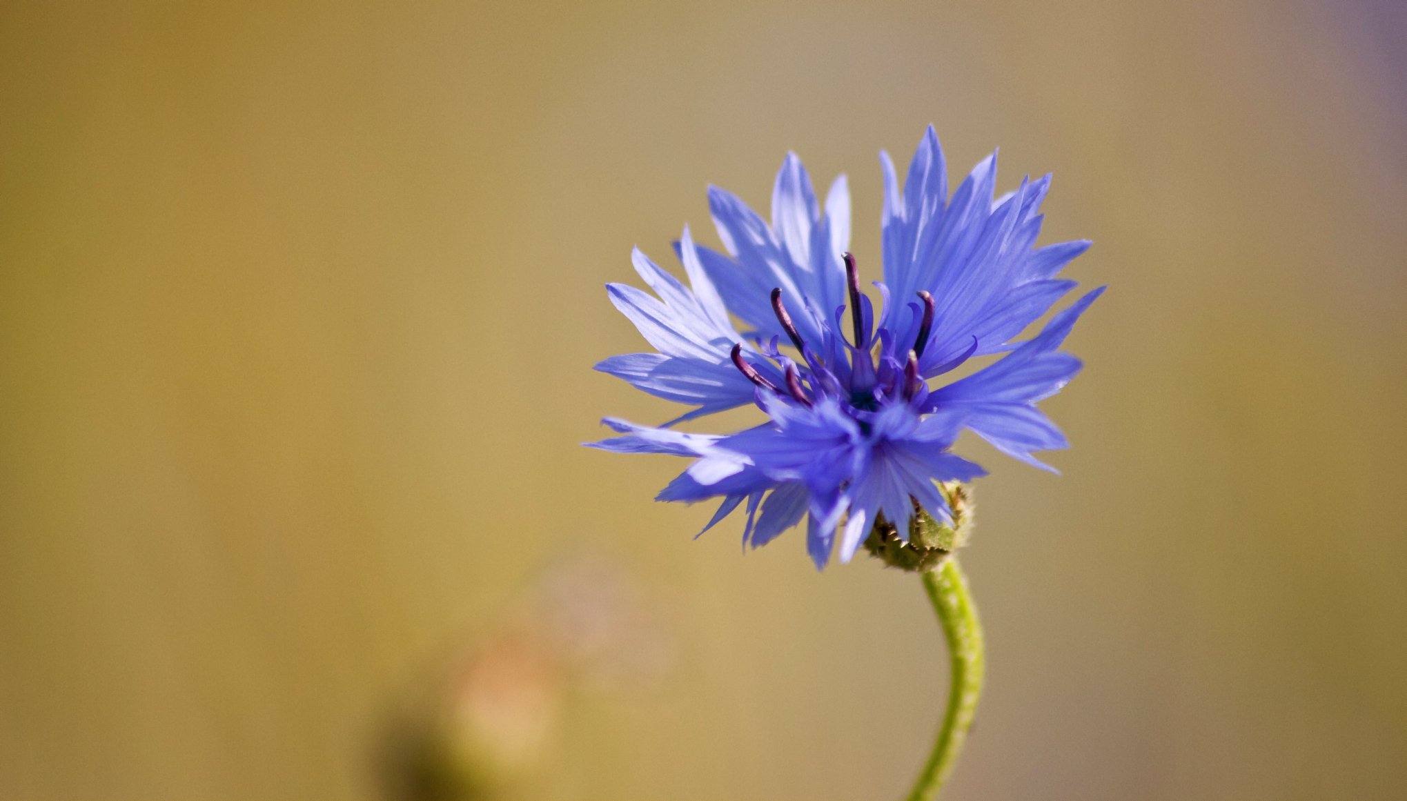 azul campo flor macro