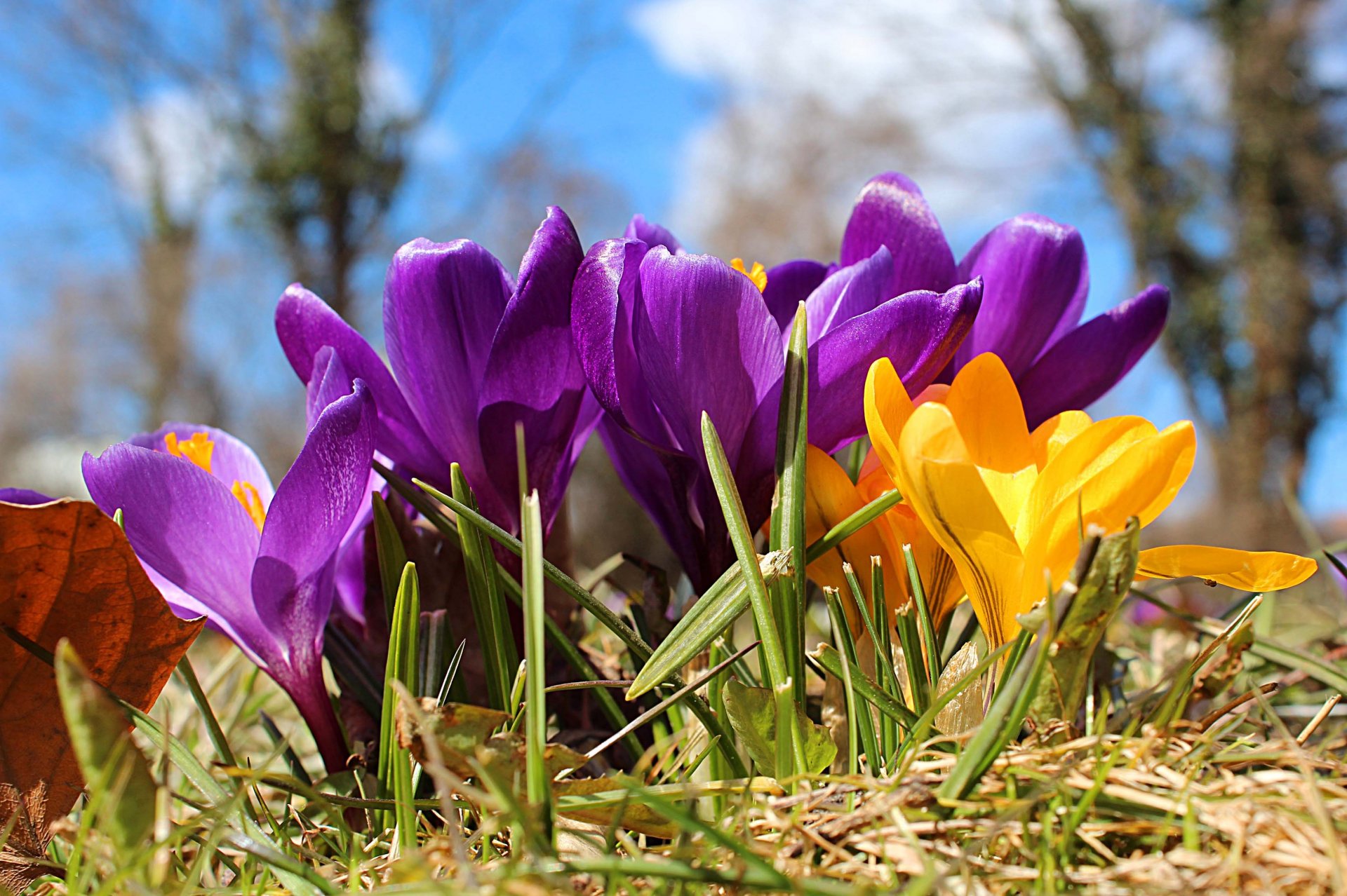 printemps fleurs crocus