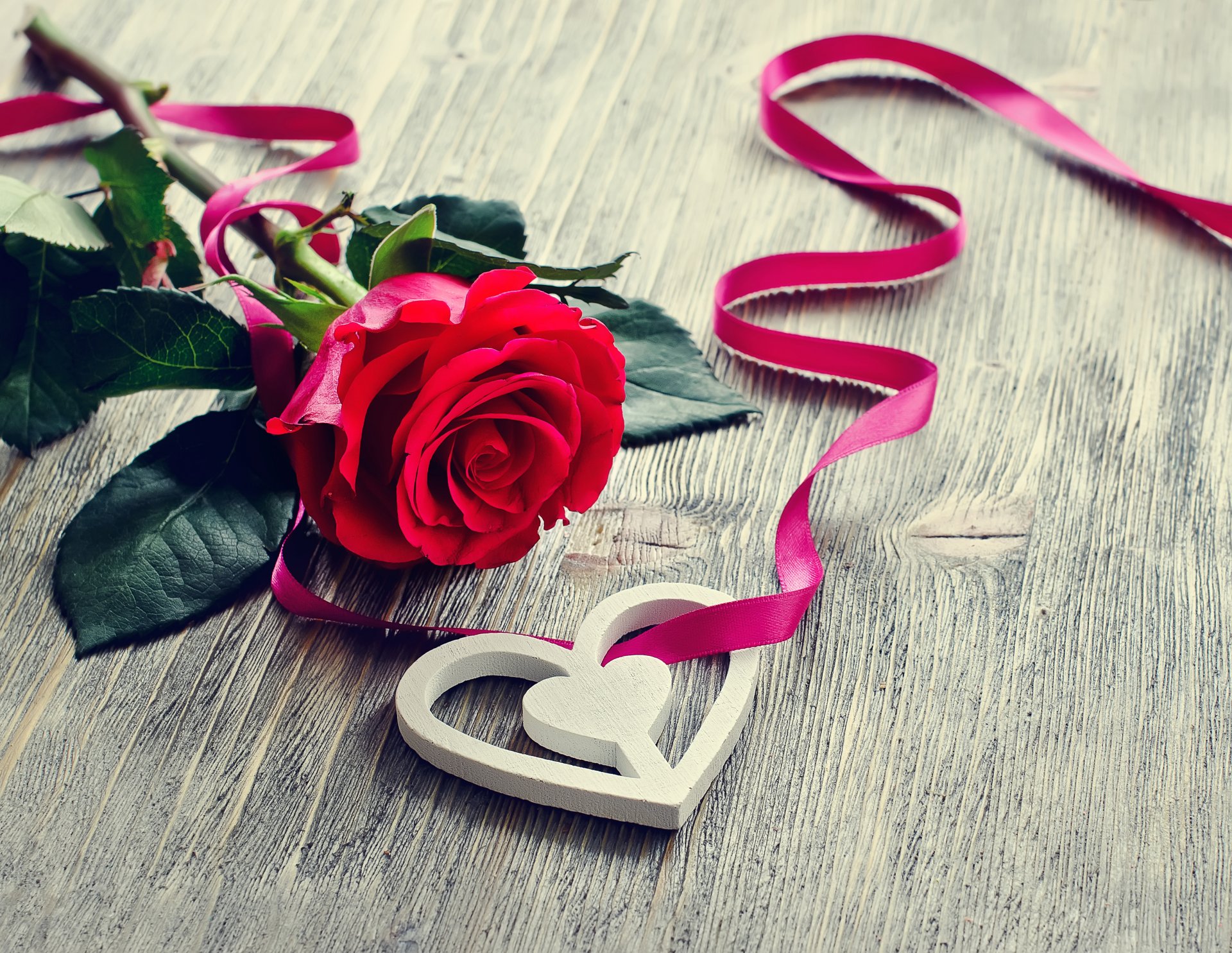 blumen rosen blütenblätter liebe