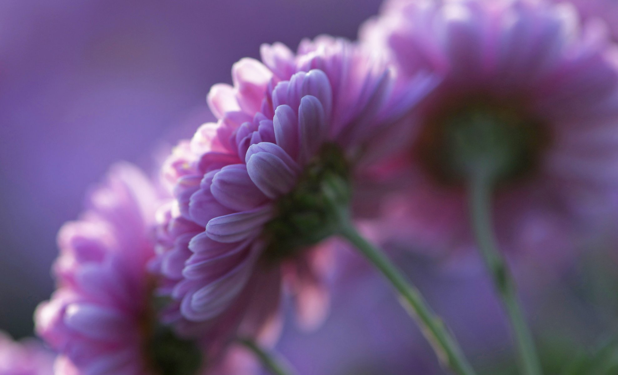 chrysanthemum pink flower petals purple background