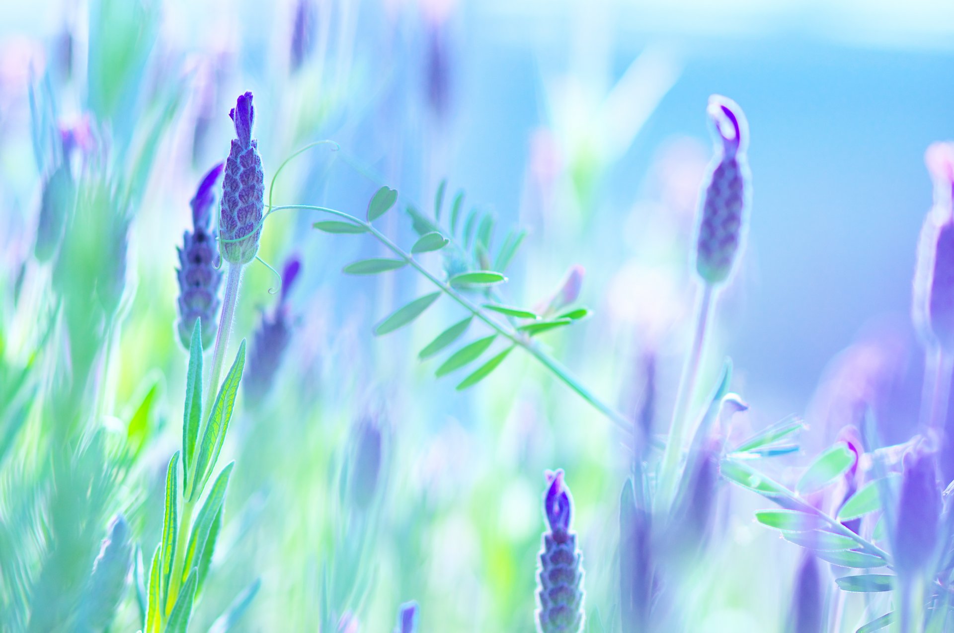 fleurs bourgeon violet pétales verdure macro humeur été nature