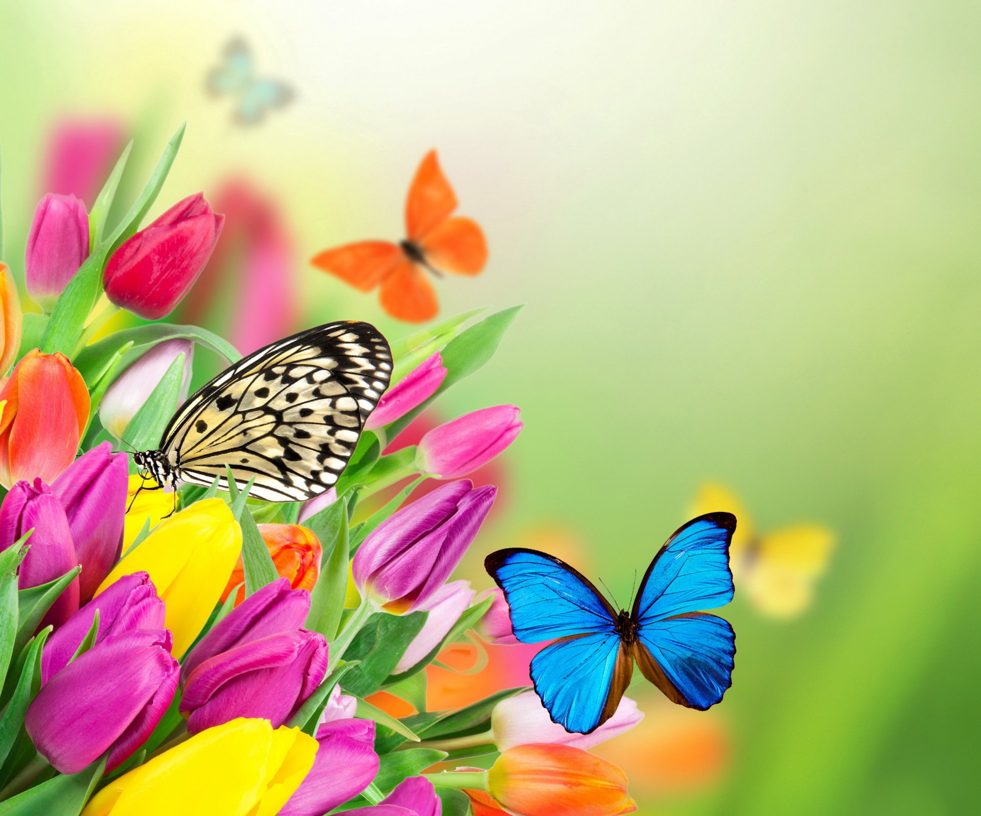 flowers colorful spring butterflies tulips purple yellow fresh butterflies spring