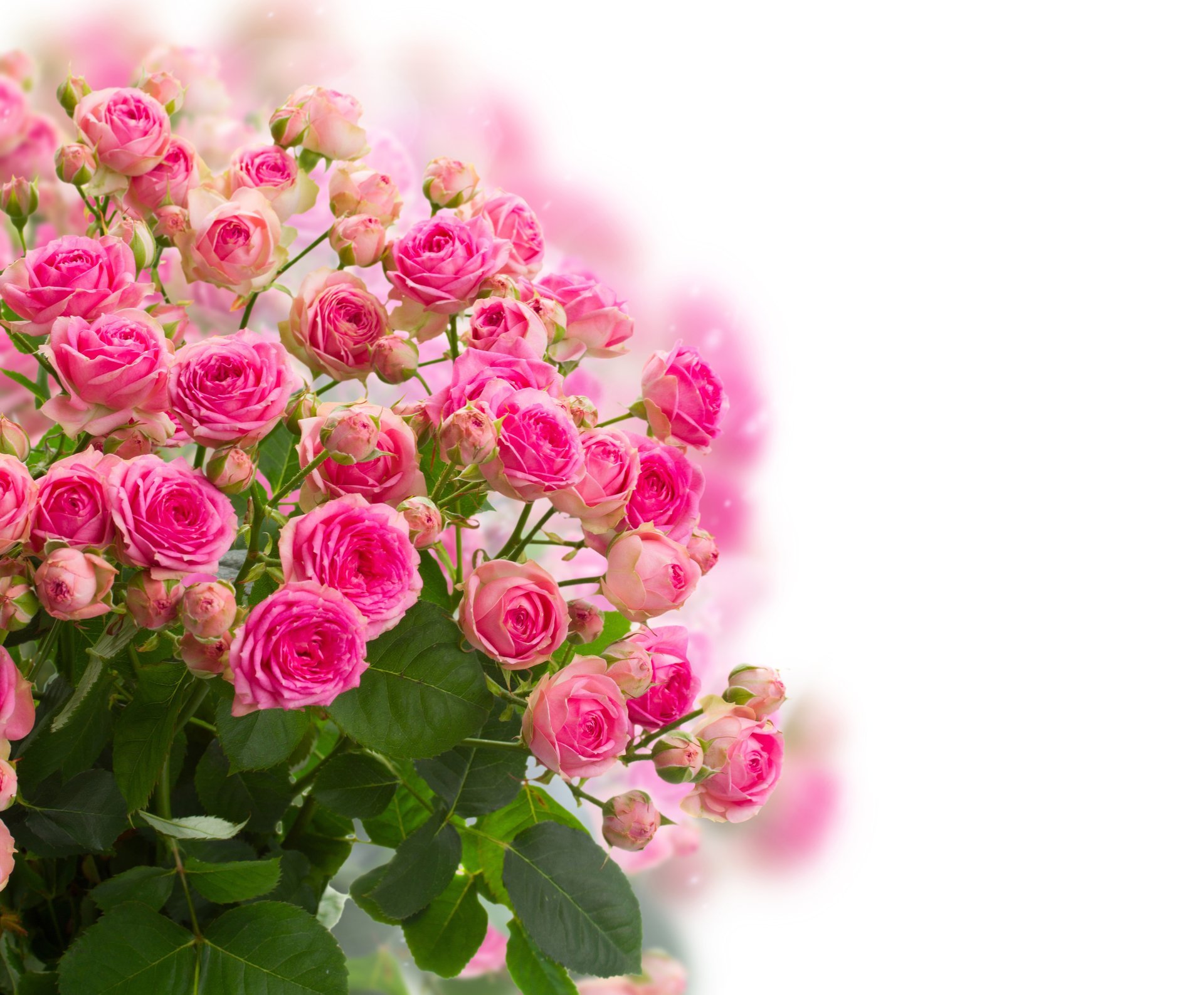 boccioli rose fiori fiori bouquet