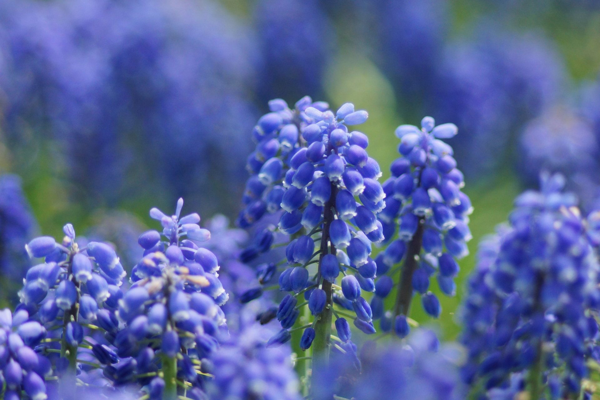 fleurs lilas muscari mise au point gros plan