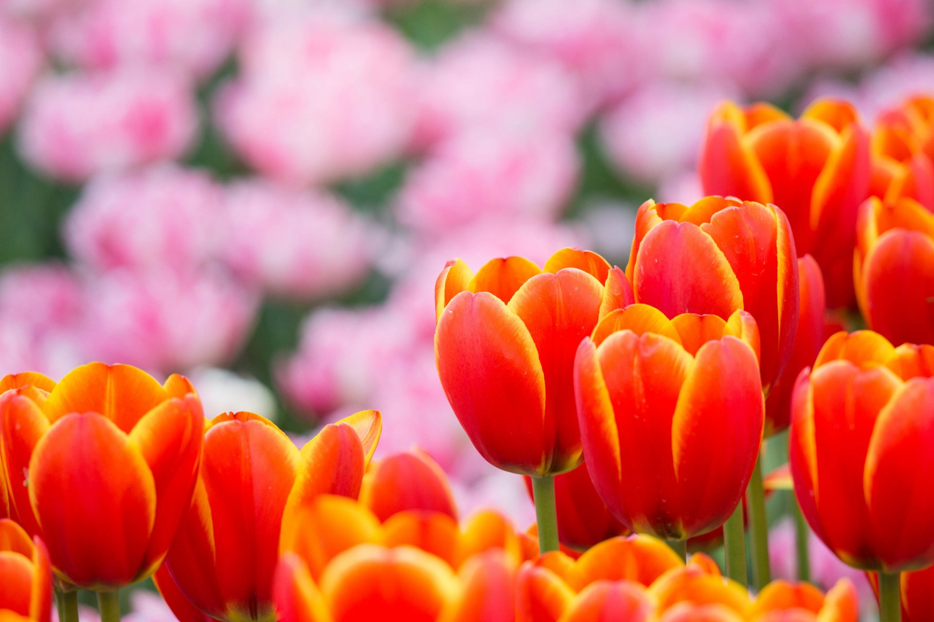 tulipanes naranja rosa pétalos flores desenfoque