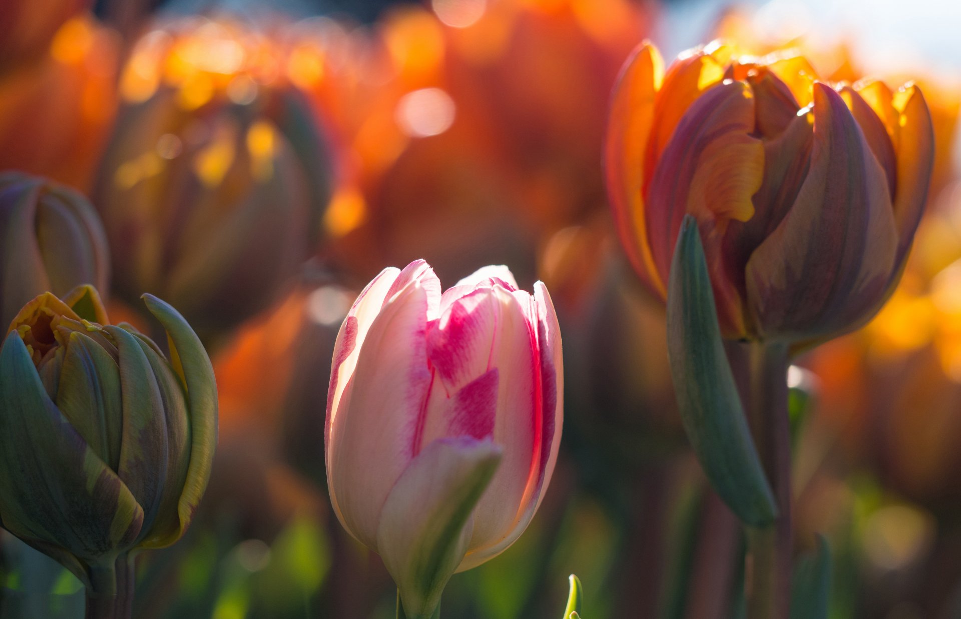 tulipany kwiaty pąki wiosna bokeh światło makro