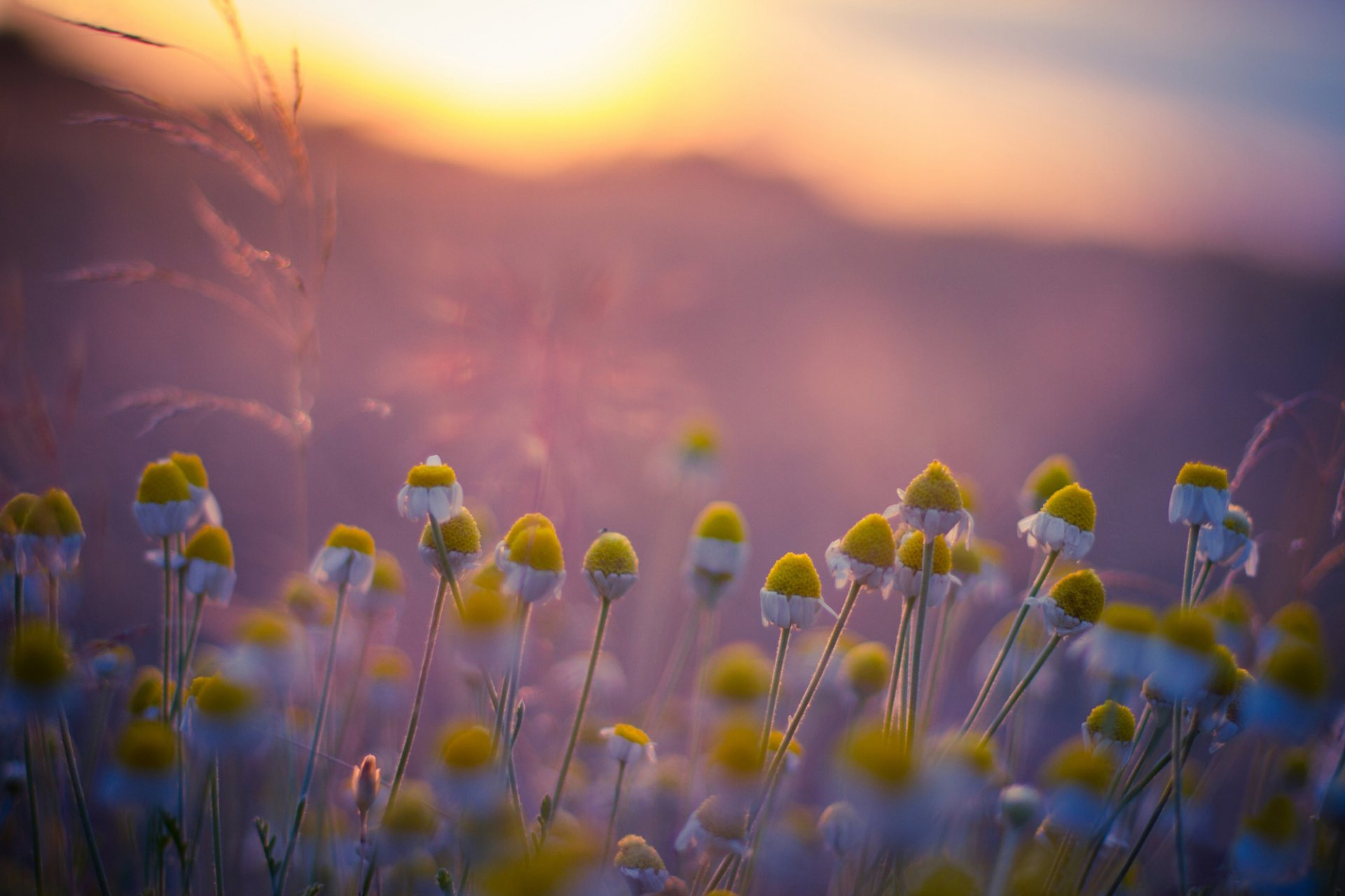 the field chamomile morning