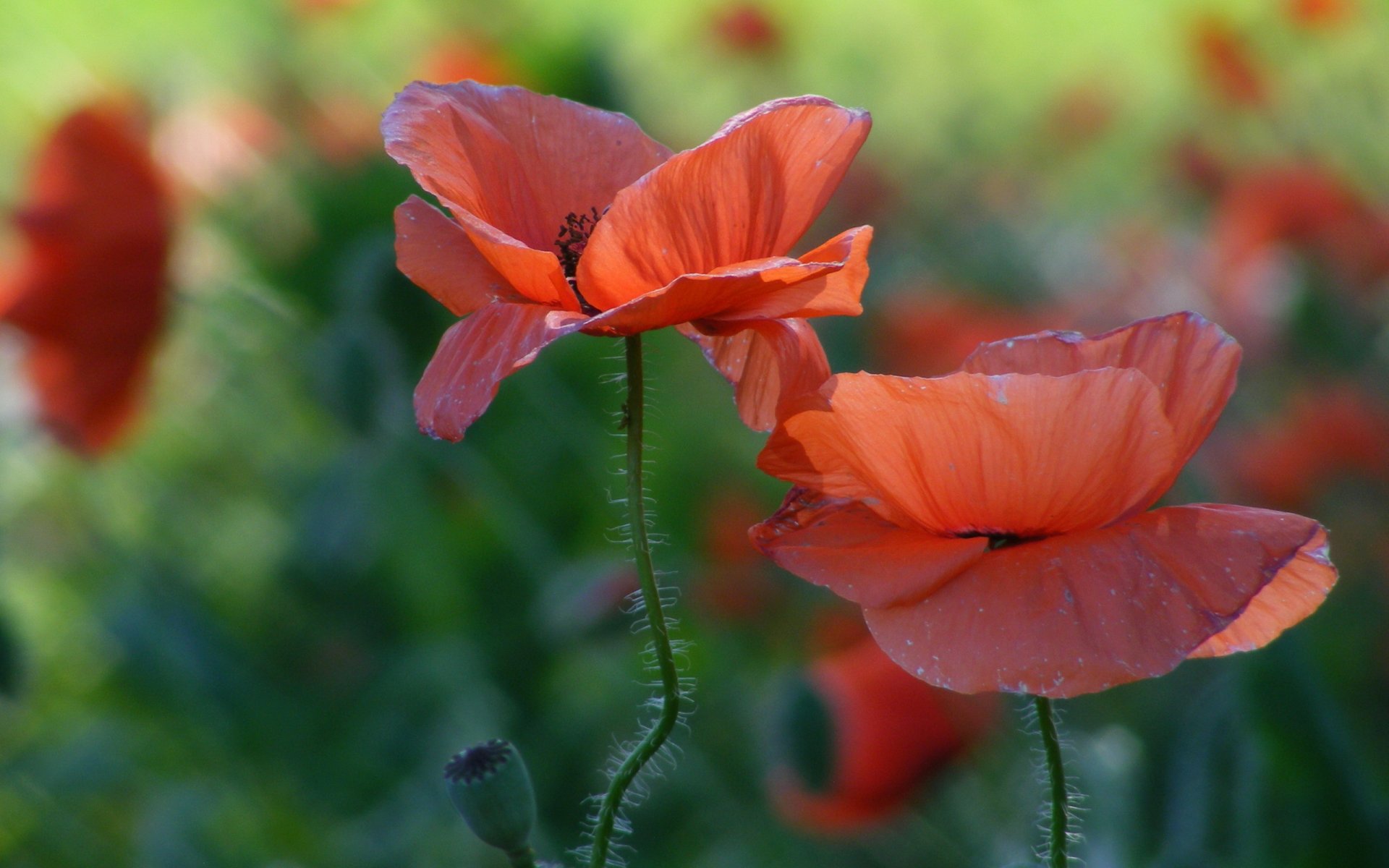campo flores amapolas rojos