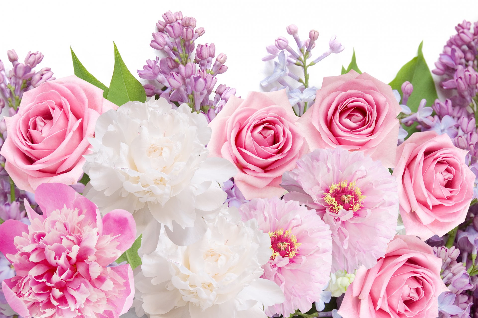 flores peonías rosas lilas