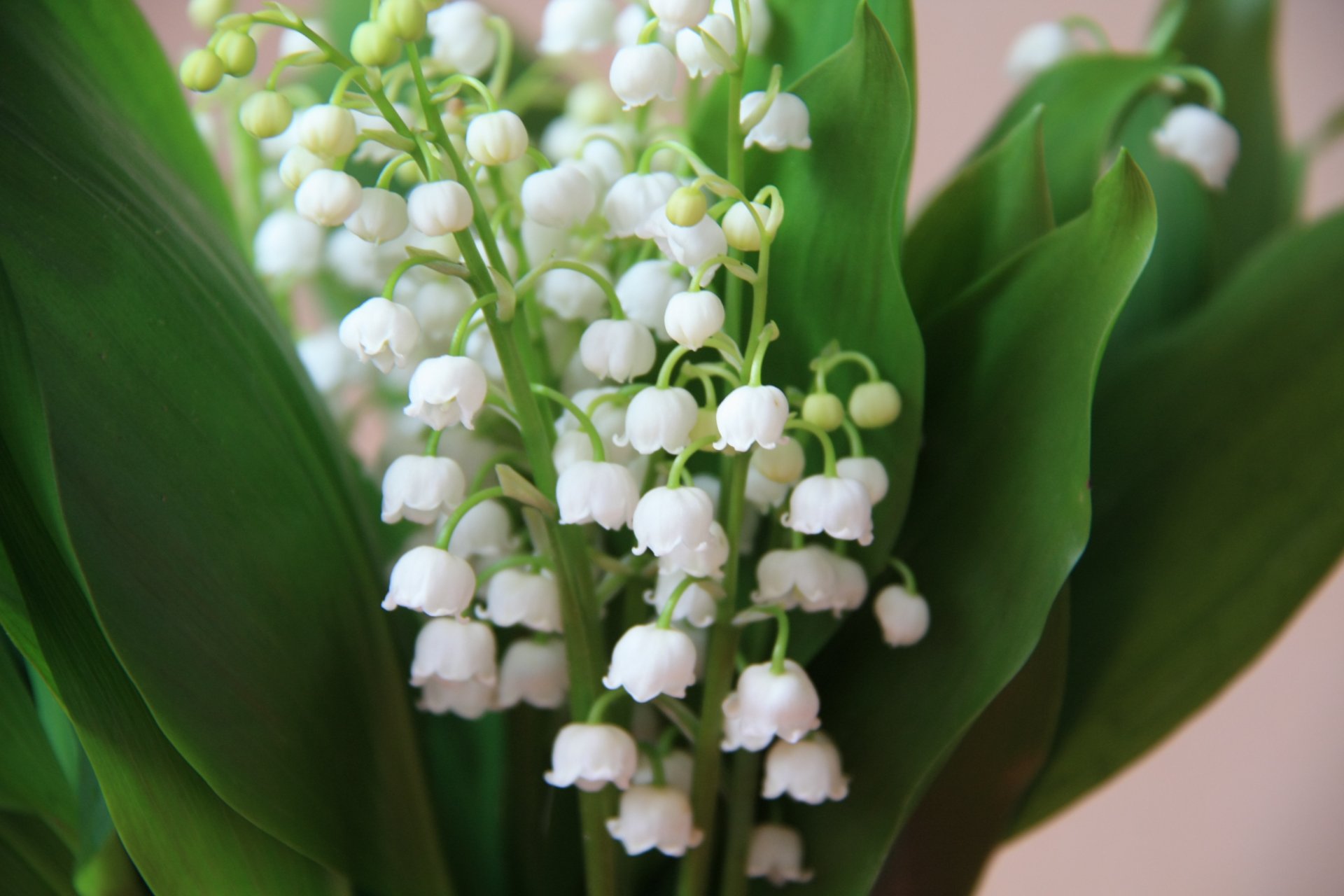 lily of the valley flowers bouquet spring white lilies of the valley