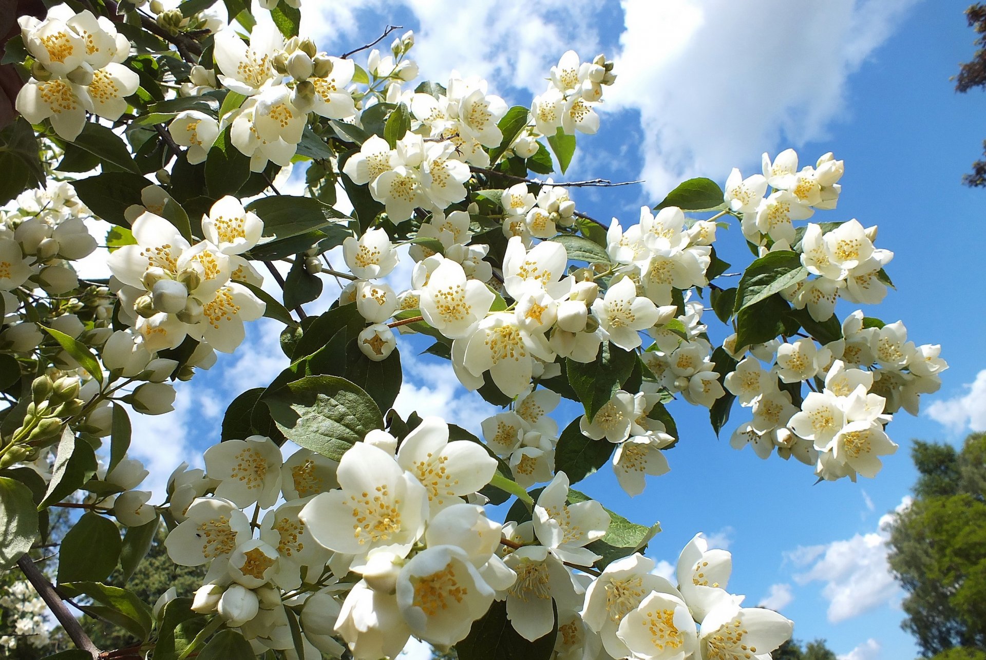 blühender baum blumen himmel foto